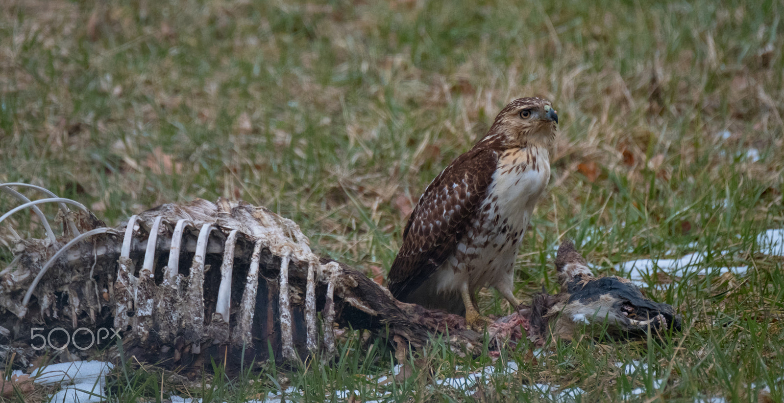 Fujifilm X-T2 + Fujifilm XF 100-400mm F4.5-5.6 R LM OIS WR sample photo. Hawk and deer photography