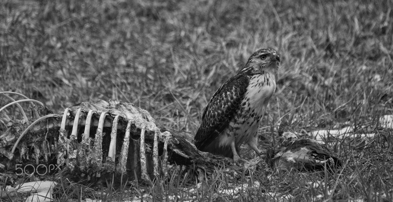 Fujifilm X-T2 + Fujifilm XF 100-400mm F4.5-5.6 R LM OIS WR sample photo. Hawk and deer photography