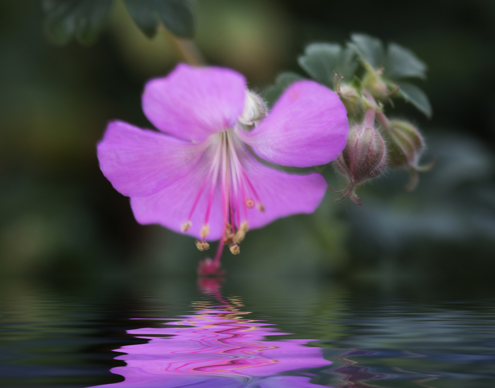 Canon EF 180mm F3.5L Macro USM sample photo. Softly reflecting photography