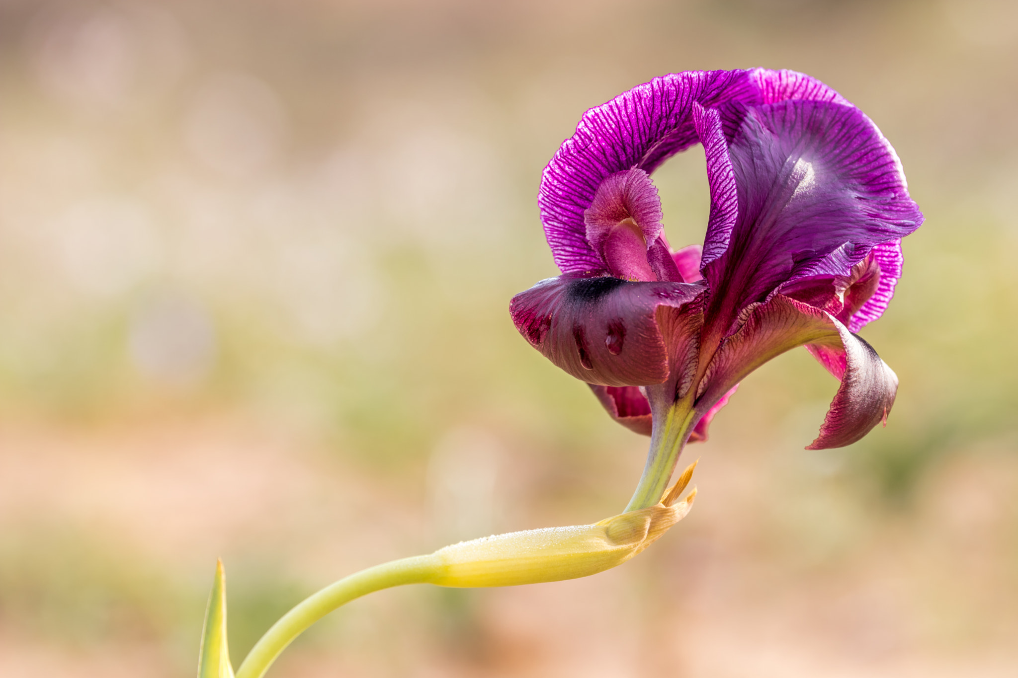 Canon EF 70-300mm F4-5.6L IS USM sample photo. Iris flower photography