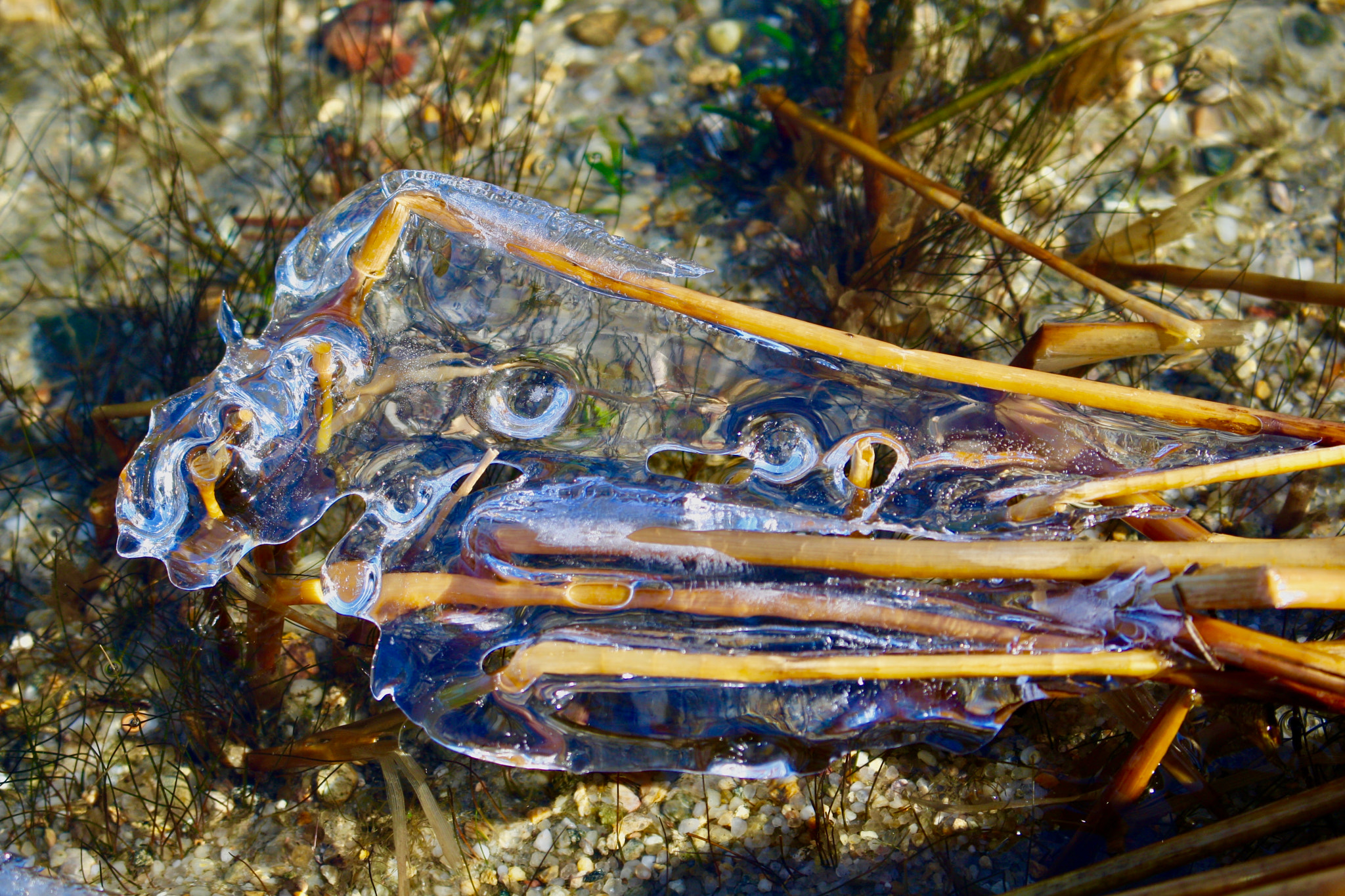 Canon EOS 1000D (EOS Digital Rebel XS / EOS Kiss F) sample photo. Ice on sea grass photography