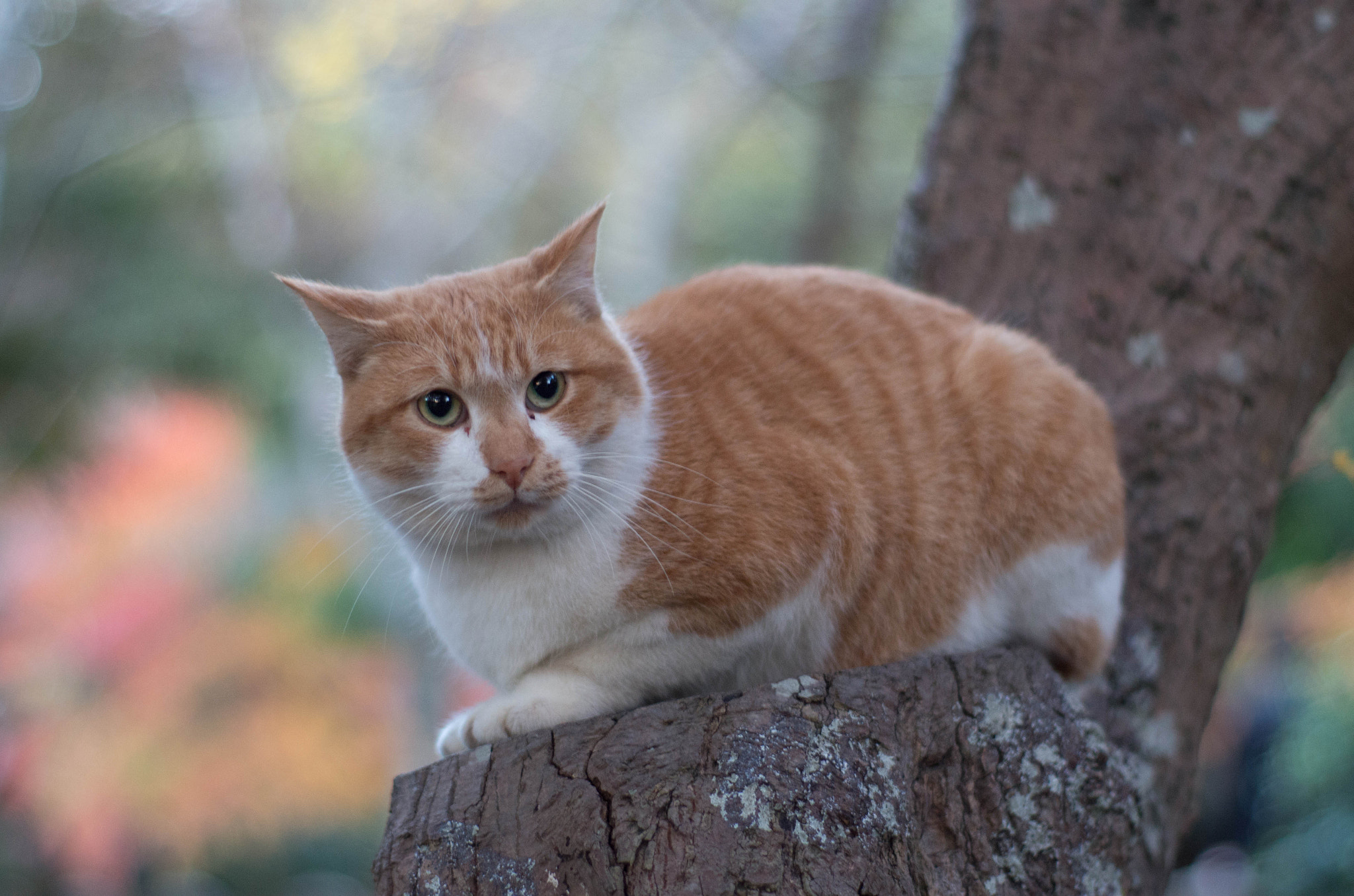 Pentax K-01 sample photo. Sitting cat photography