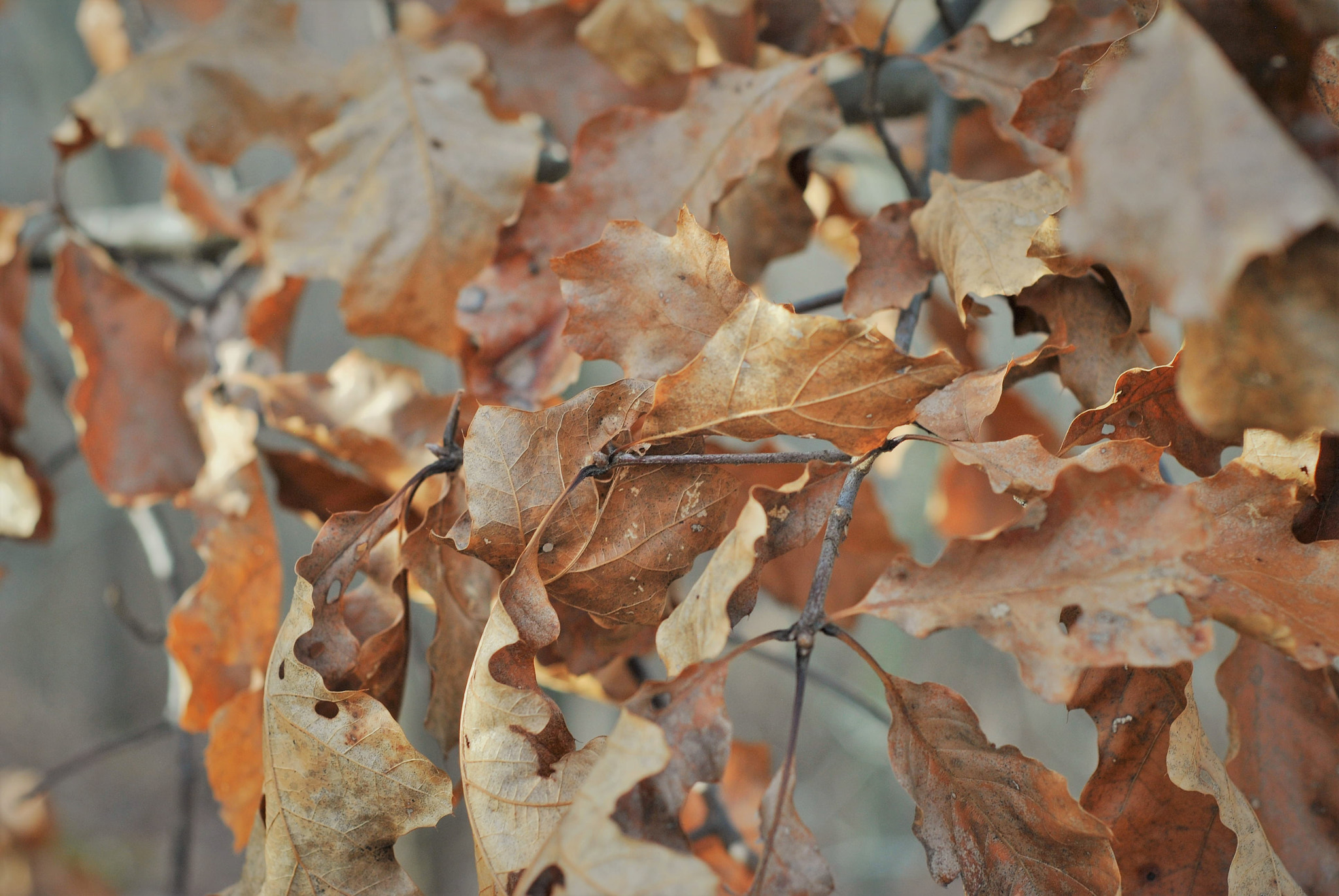 Nikon D3000 + Nikon AF Nikkor 50mm F1.8D sample photo. Before the fall of autumn. photography