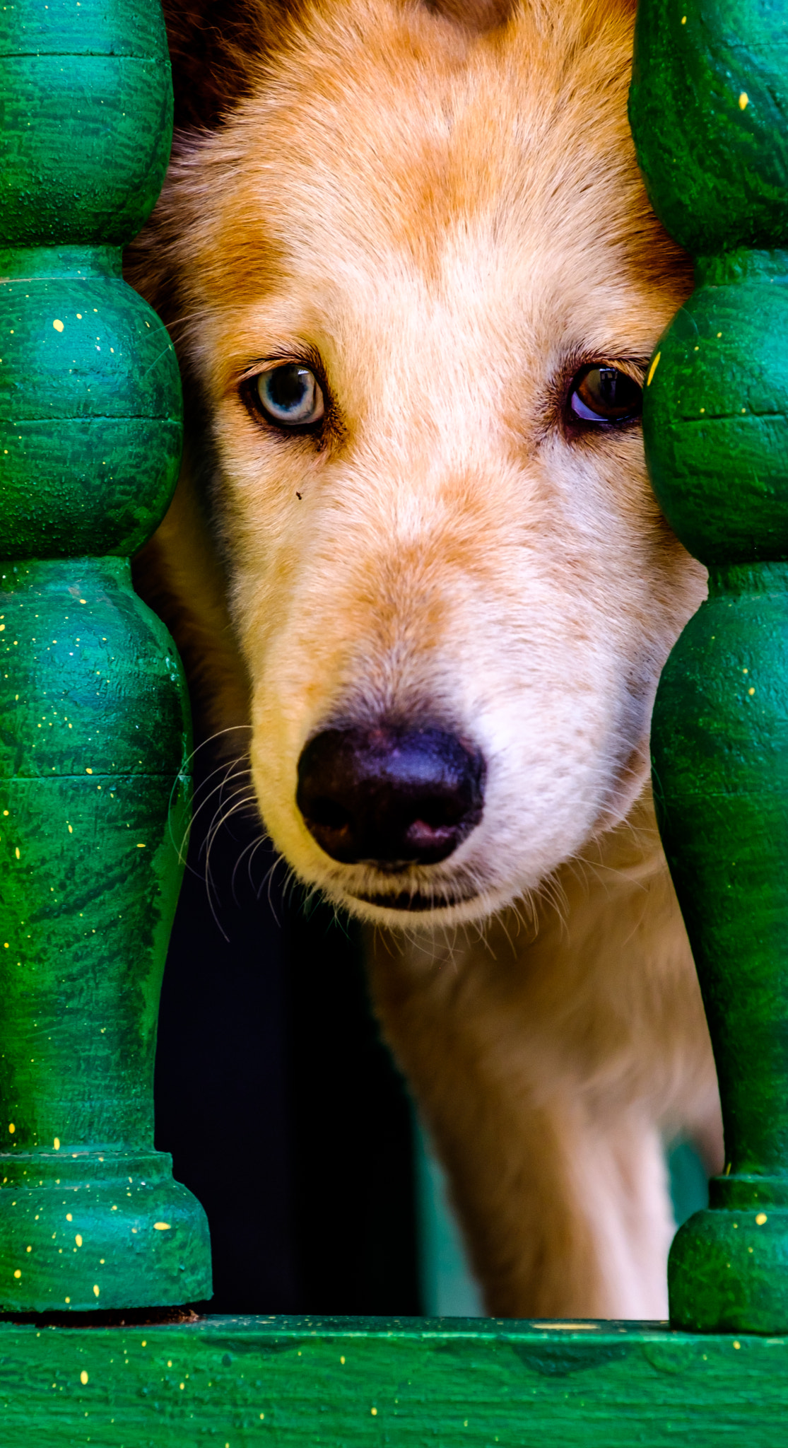 Fujifilm X-T2 + Fujifilm XF 18-135mm F3.5-5.6 R LM OIS WR sample photo. Cuban dog photography