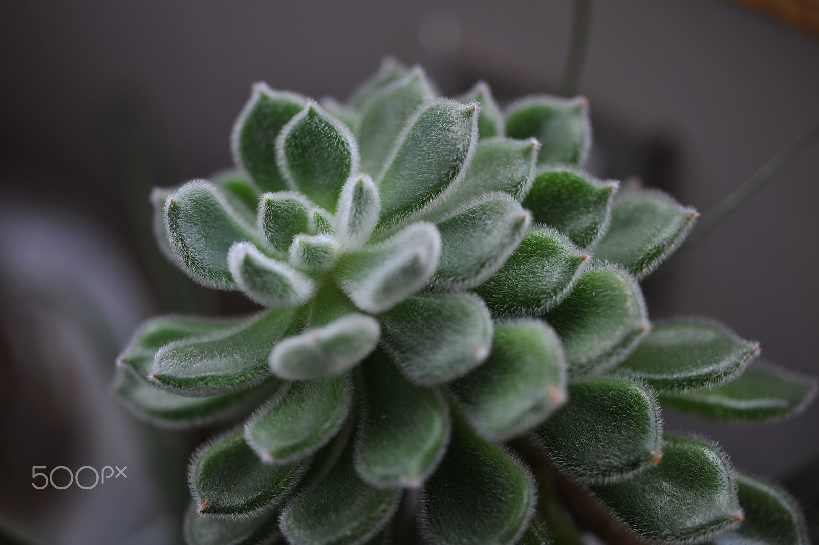 Nikon D700 + AF Micro-Nikkor 55mm f/2.8 sample photo. Fuzzy succulents photography
