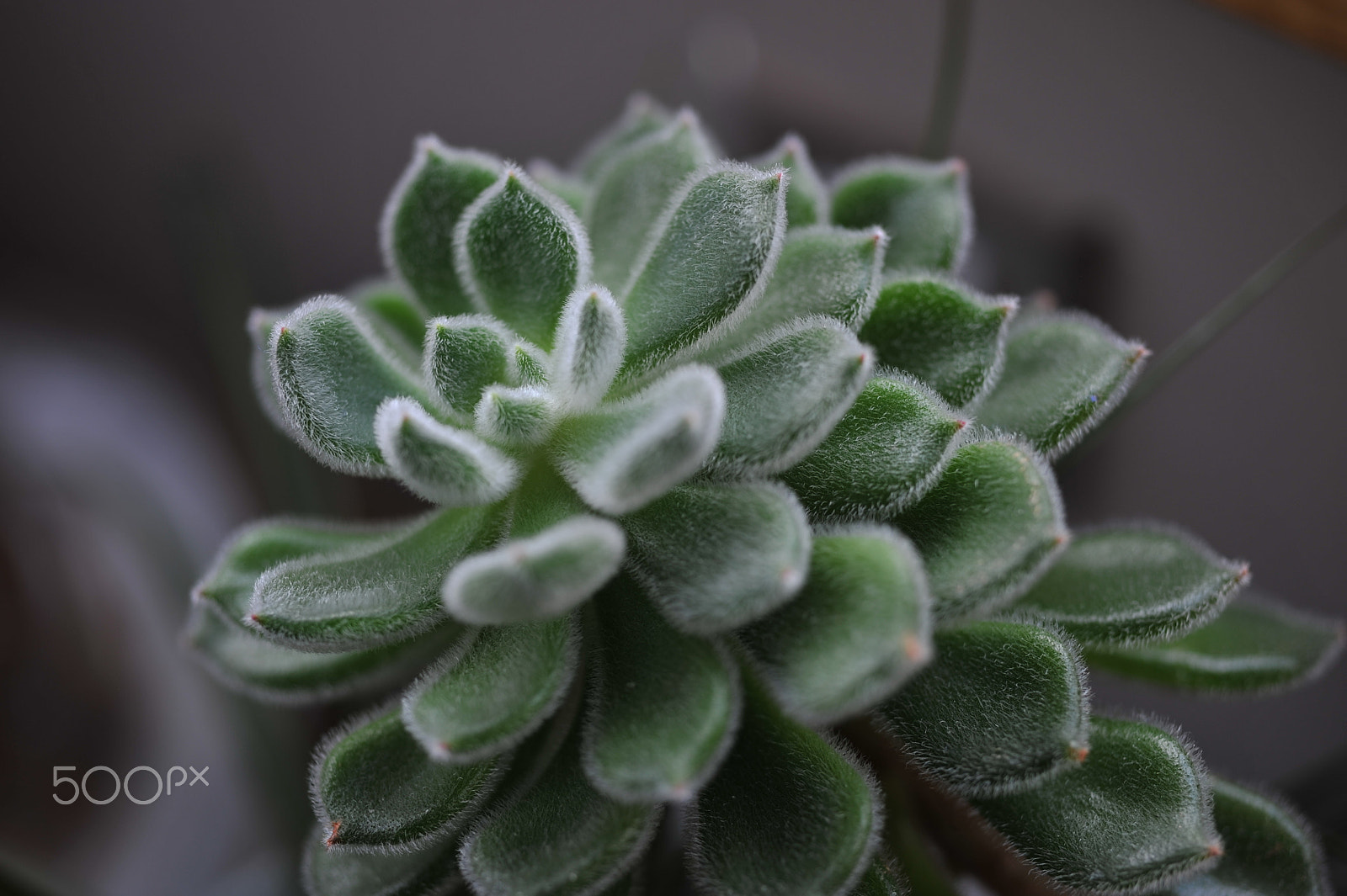 Nikon D700 sample photo. Fuzzy succulents photography