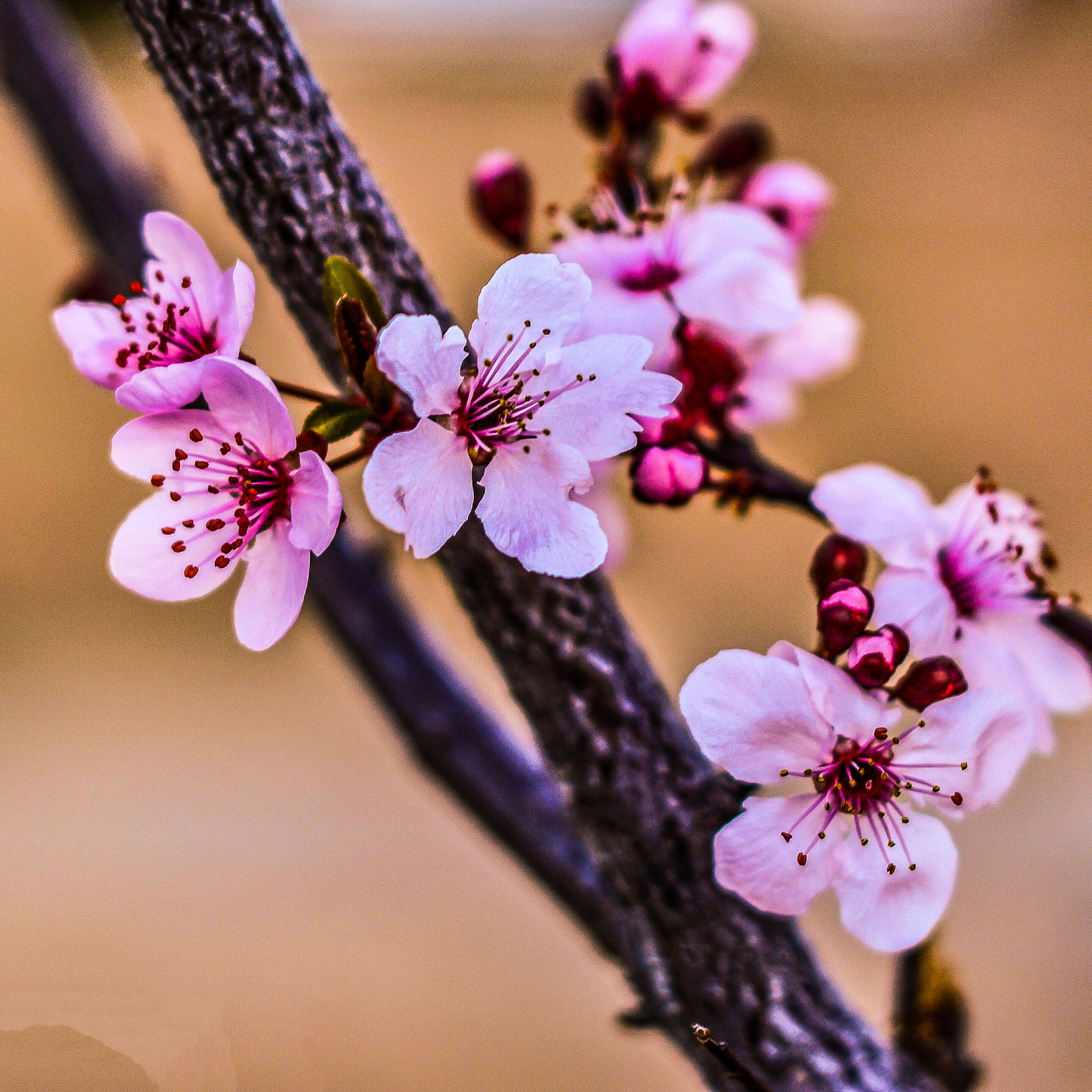 Nikon D5200 + Nikon AF Nikkor 50mm F1.8D sample photo. Gorgeous flowers photography