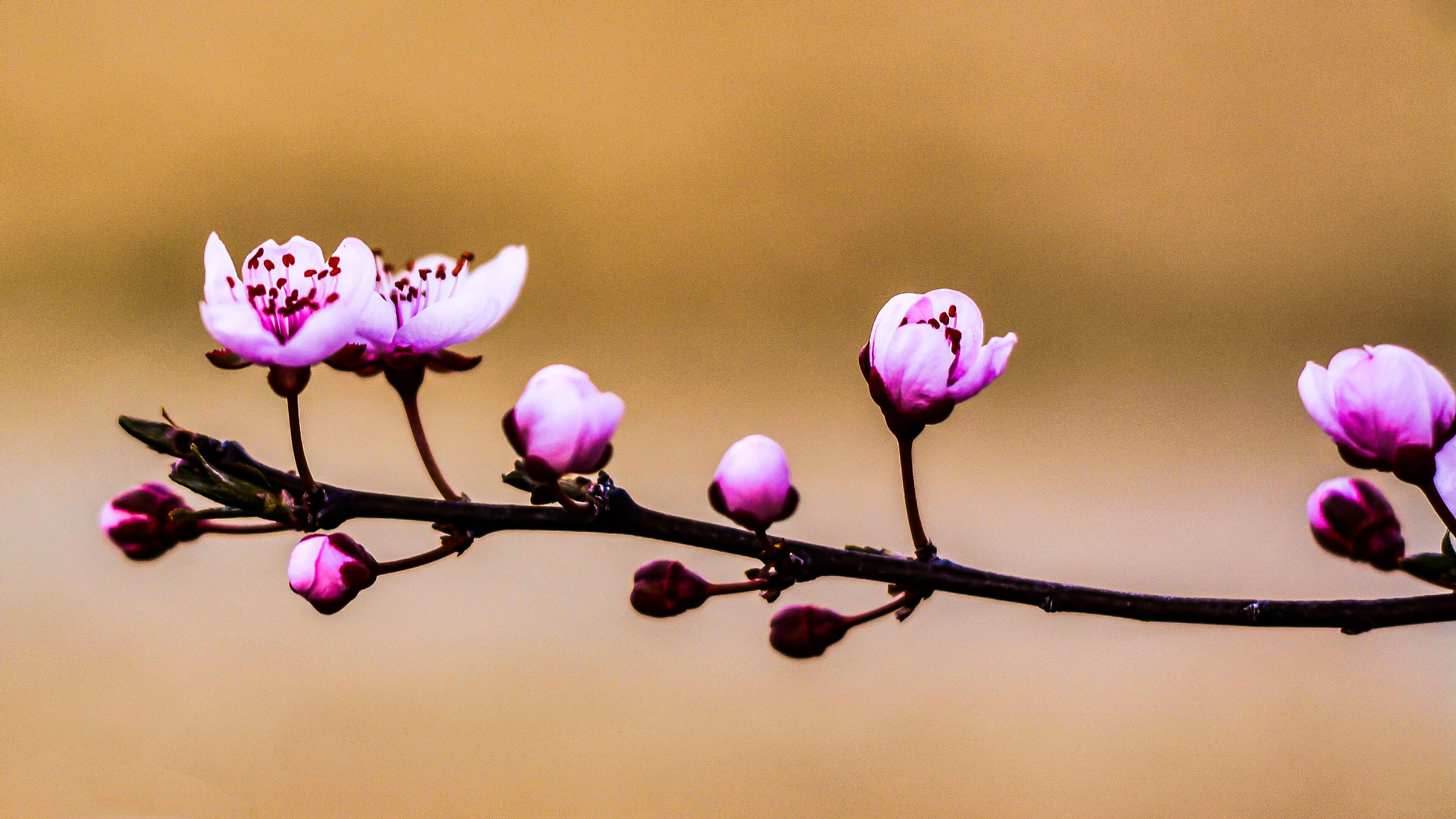 Nikon D5200 + Nikon AF Nikkor 50mm F1.8D sample photo. Gorgeous flowers photography