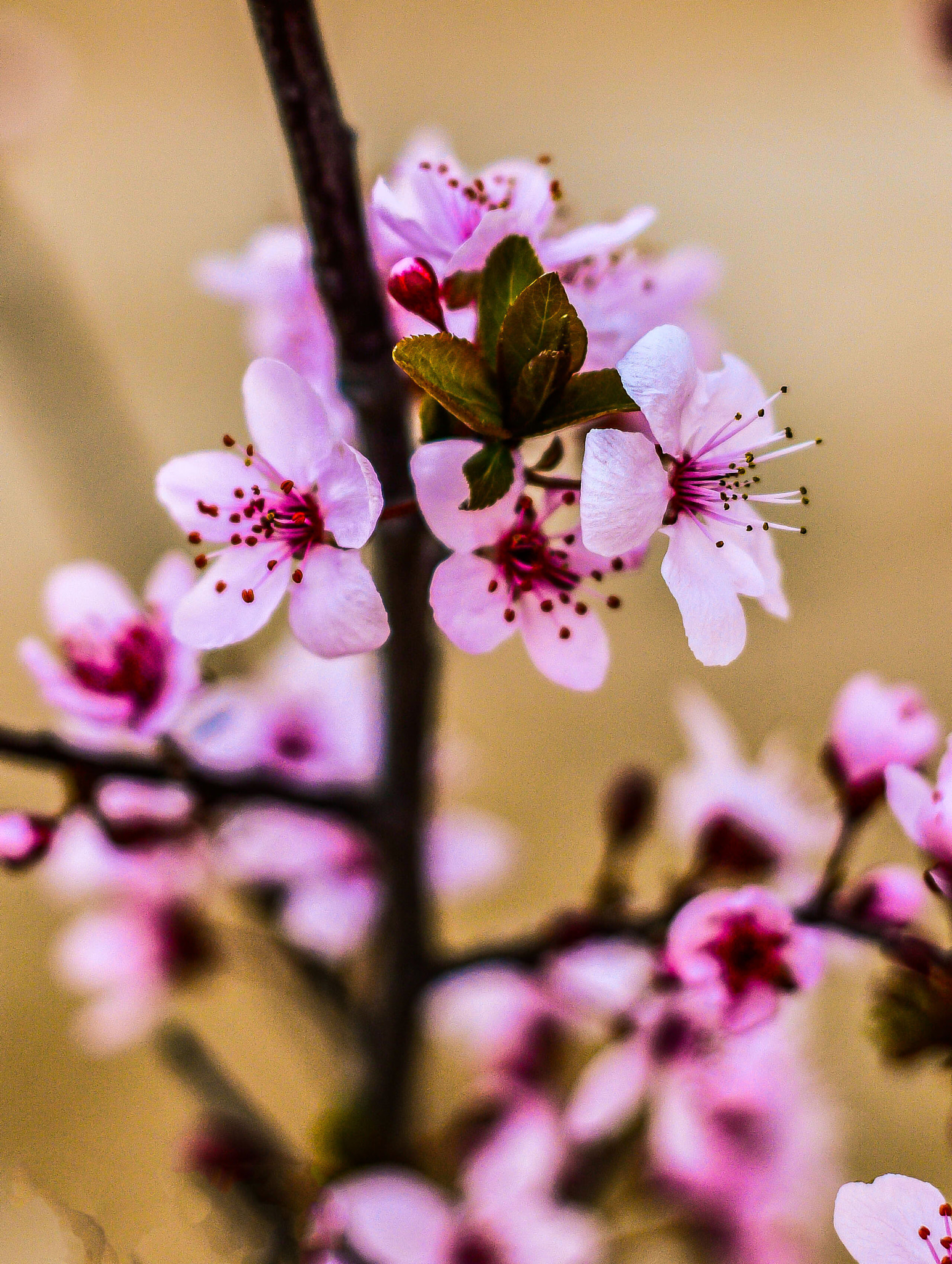 Nikon D5200 + Nikon AF Nikkor 50mm F1.8D sample photo. Gorgeous flowers photography