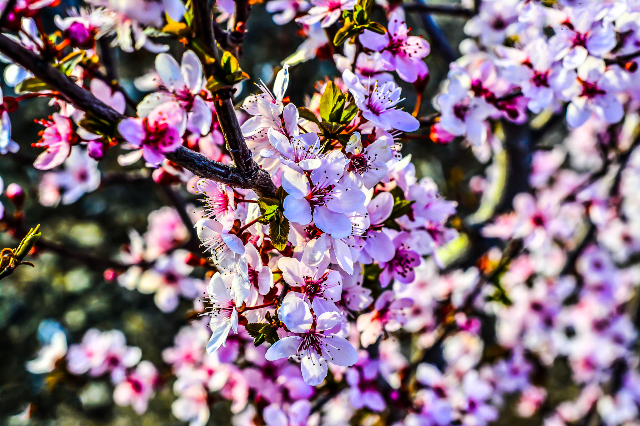 Nikon D5200 + Nikon AF Nikkor 50mm F1.8D sample photo. Gorgeous flowers photography
