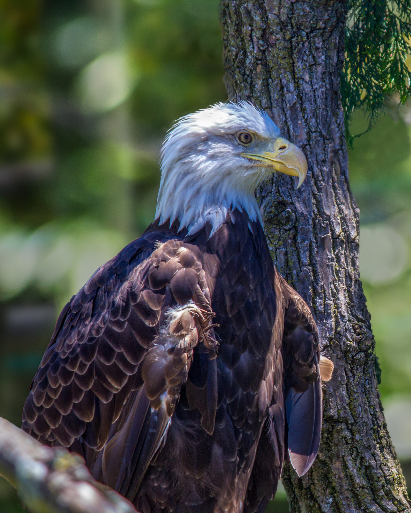 Canon EF-S 55-250mm F4-5.6 IS sample photo. Caged beauty photography