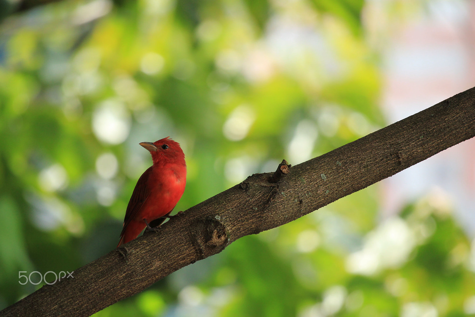 Canon EF-S 55-250mm F4-5.6 IS STM sample photo. Rojo photography