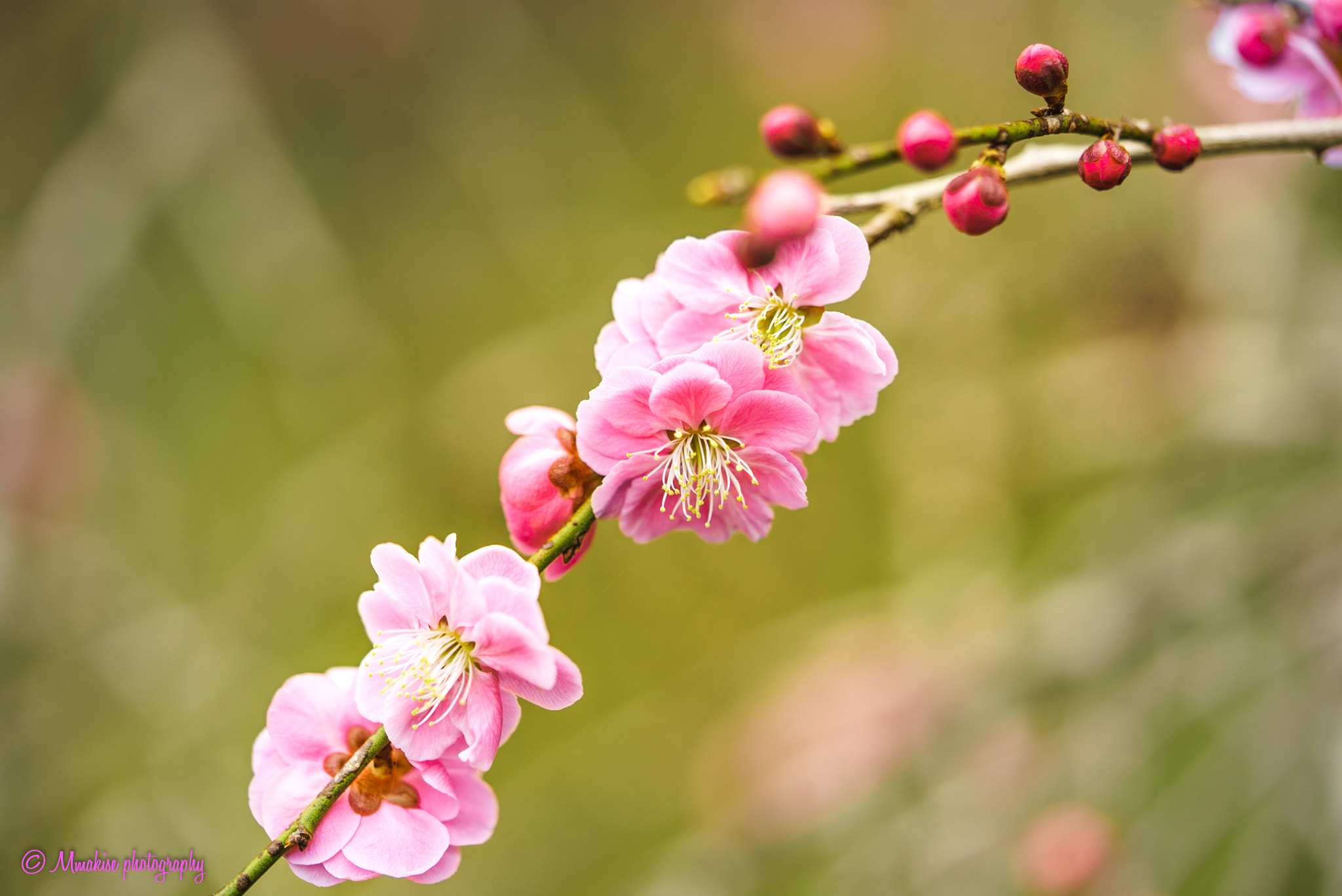 Sony a7S + Sony FE 90mm F2.8 Macro G OSS sample photo. Pretty plum blossoms photography