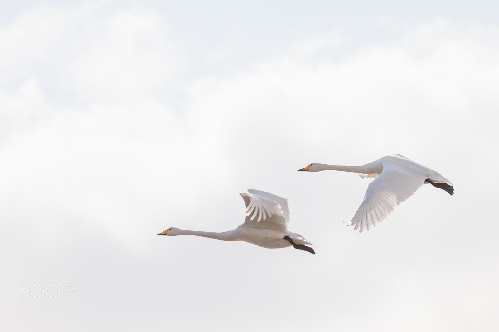 Canon EF 100-400mm F4.5-5.6L IS USM sample photo. Flying a couple of swan photography