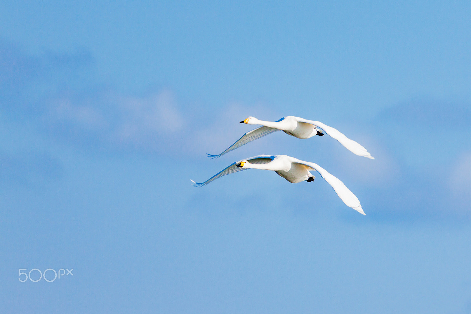 Canon EF 100-400mm F4.5-5.6L IS USM sample photo. Synchronization photography
