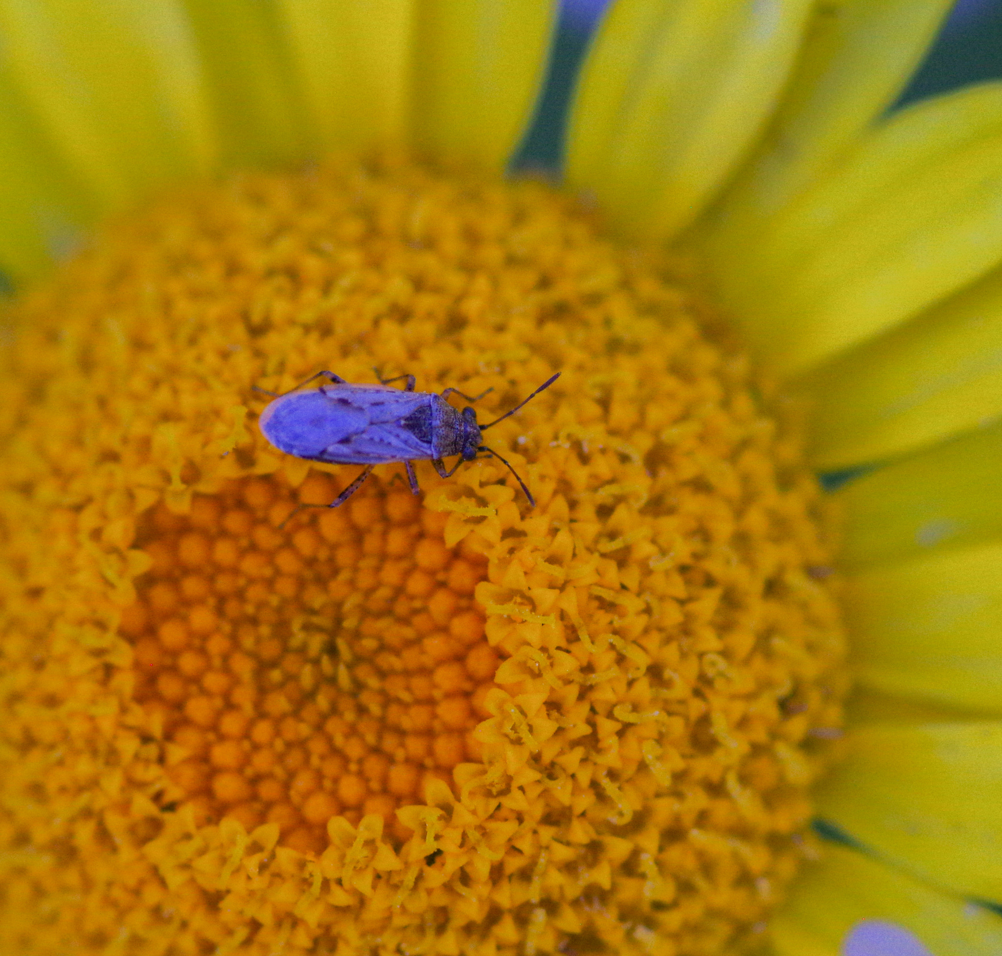 Pentax smc D-FA 100mm F2.8 Macro WR sample photo. Blue on yellow photography