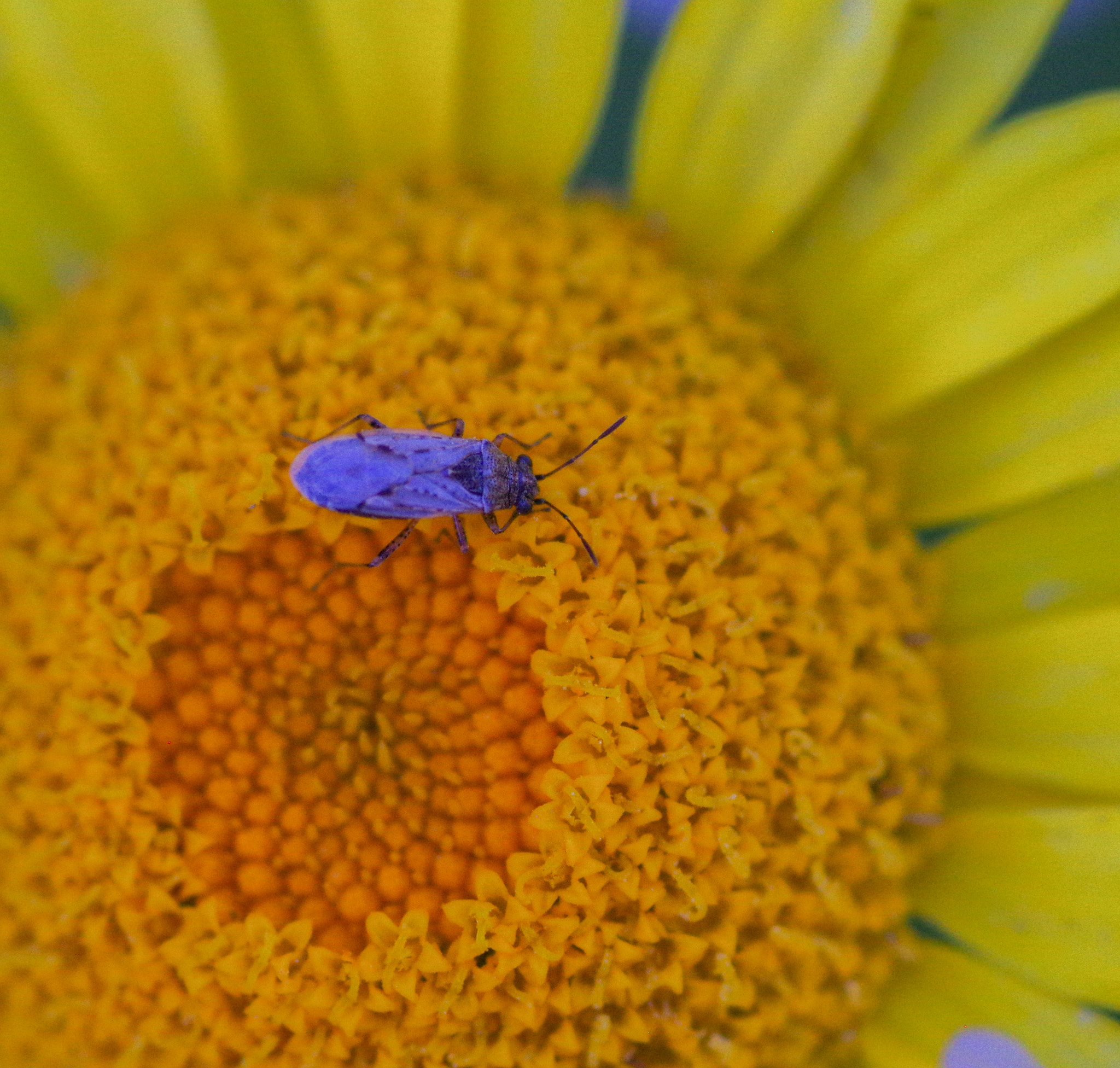 Pentax K-3 + Pentax smc D-FA 100mm F2.8 Macro WR sample photo. Blue on yellow photography