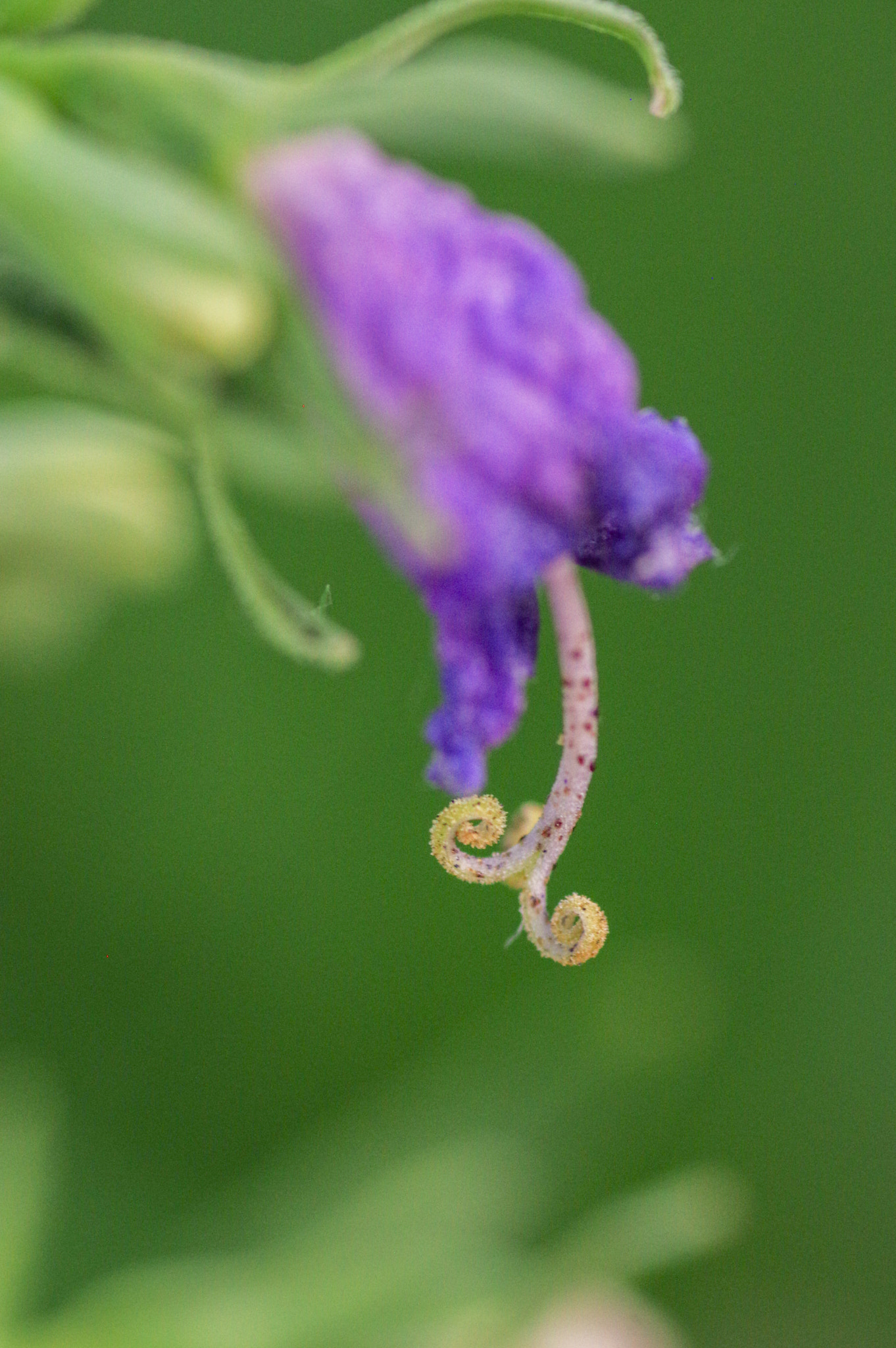 Pentax K-3 + Pentax smc D-FA 100mm F2.8 Macro WR sample photo. Drooping photography