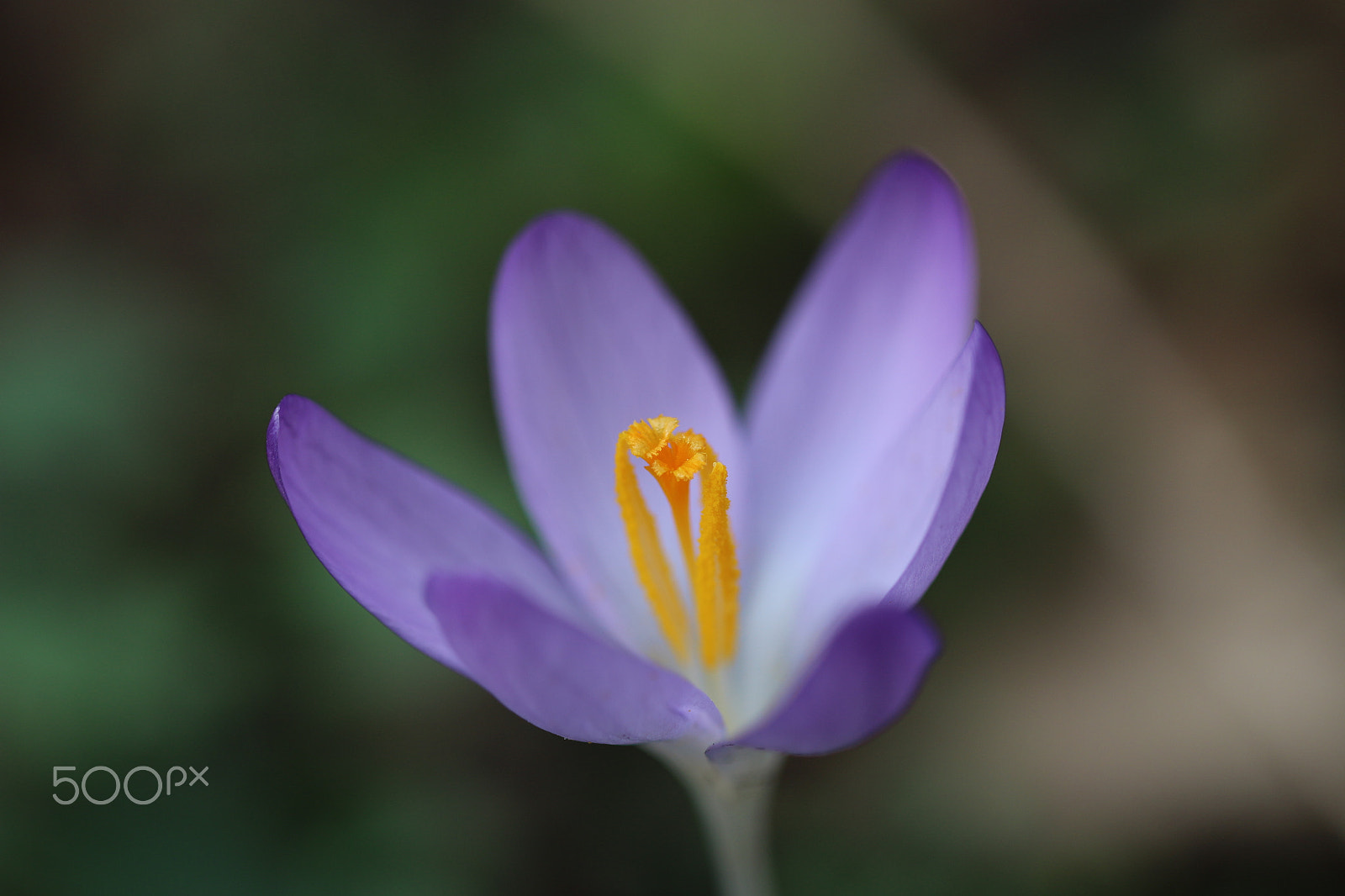 Canon EF 100mm F2.8L Macro IS USM sample photo. Open photography