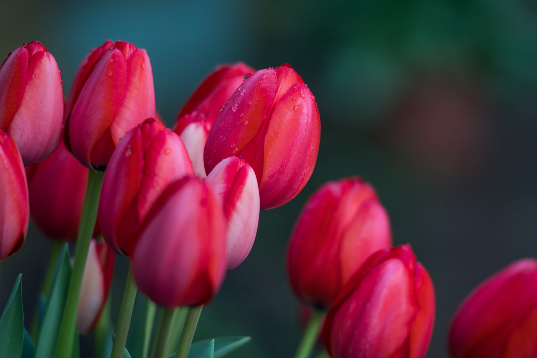 Nikon AF-S Nikkor 70-200mm F2.8G ED VR II sample photo. Spring at filoli photography