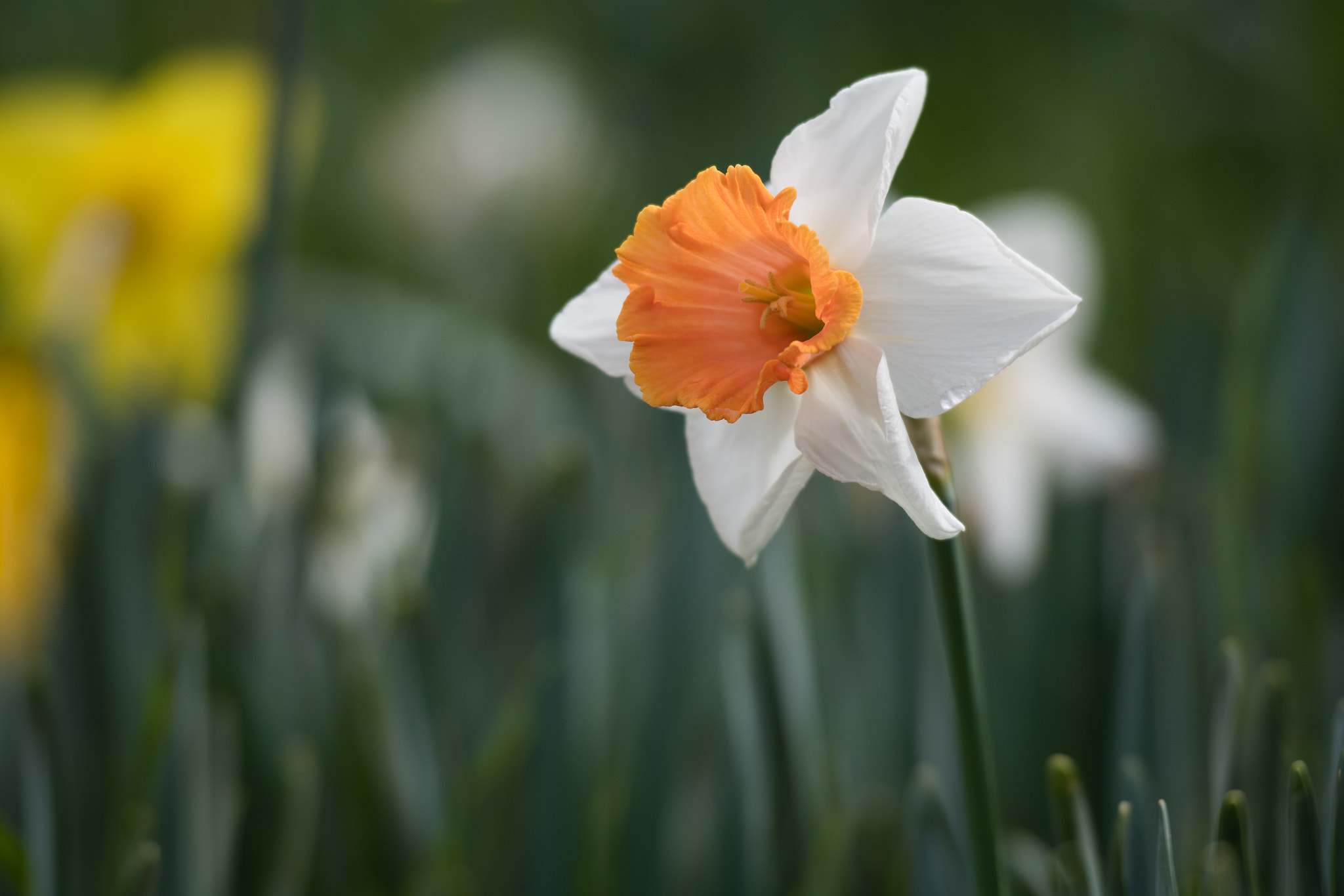 Nikon AF-S Nikkor 70-200mm F2.8G ED VR II sample photo. Spring at filoli photography
