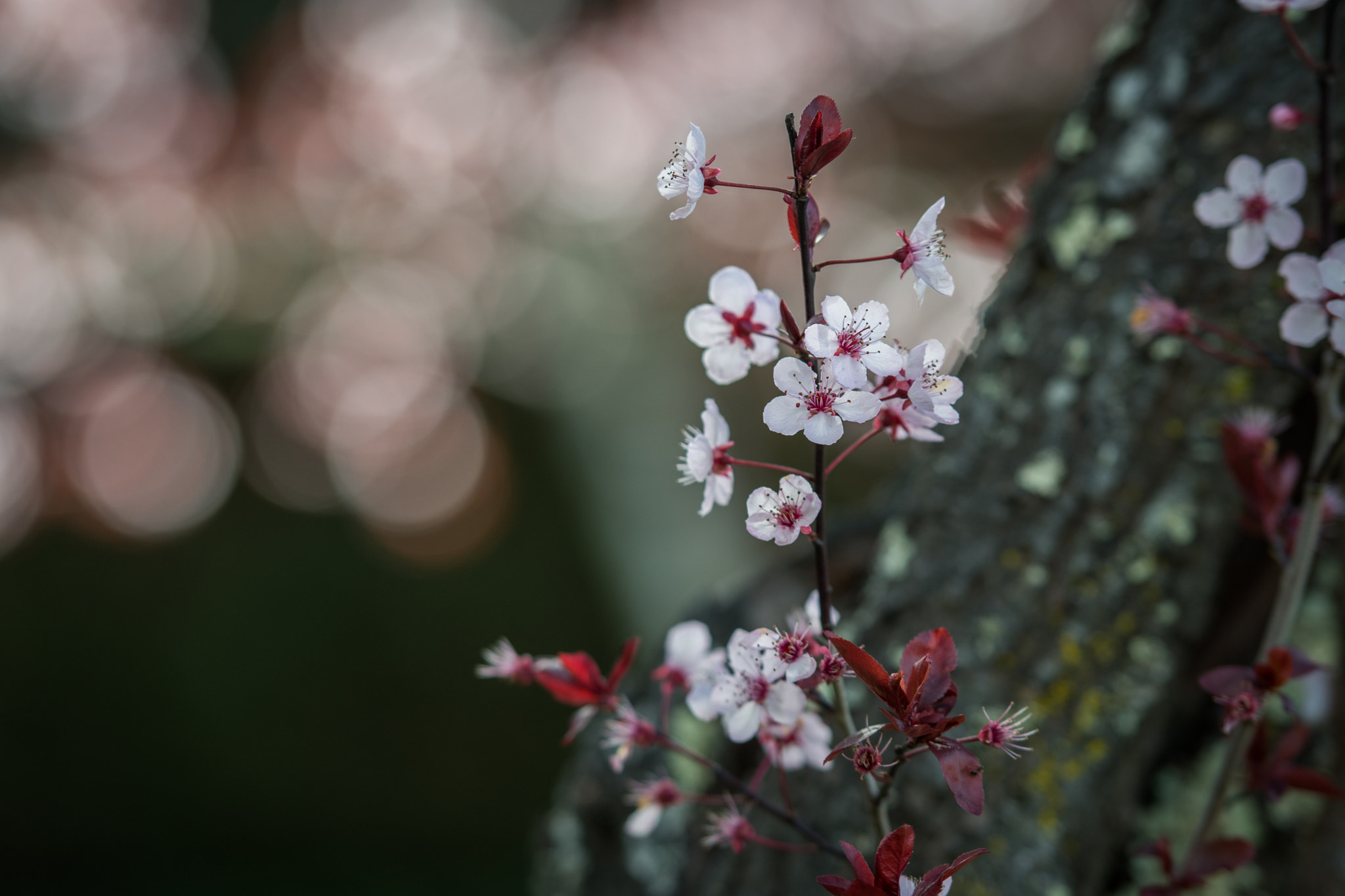 Nikon AF-S Nikkor 70-200mm F2.8G ED VR II sample photo. Spring at filoli photography