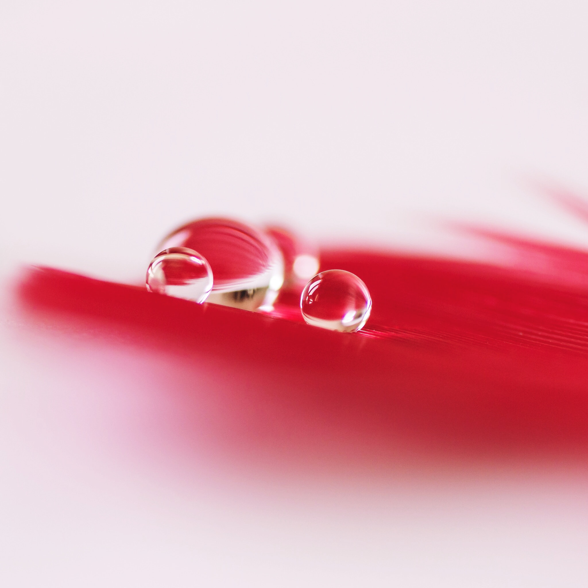 Pentax smc D-FA 100mm F2.8 Macro WR sample photo. Drops photography