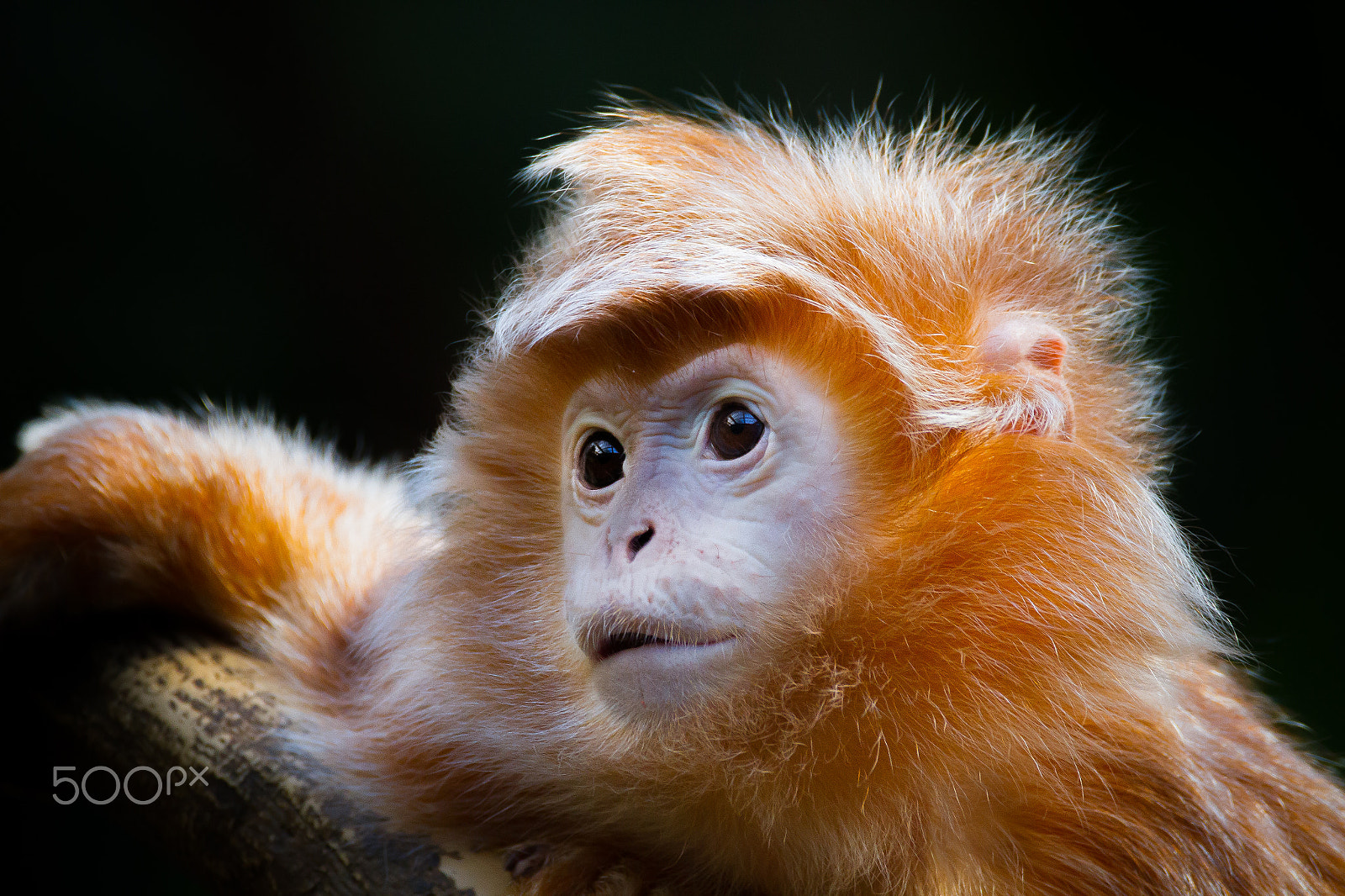 150-600mm F5-6.3 DG OS HSM | Contemporary 015 sample photo. Close-up beauty photography