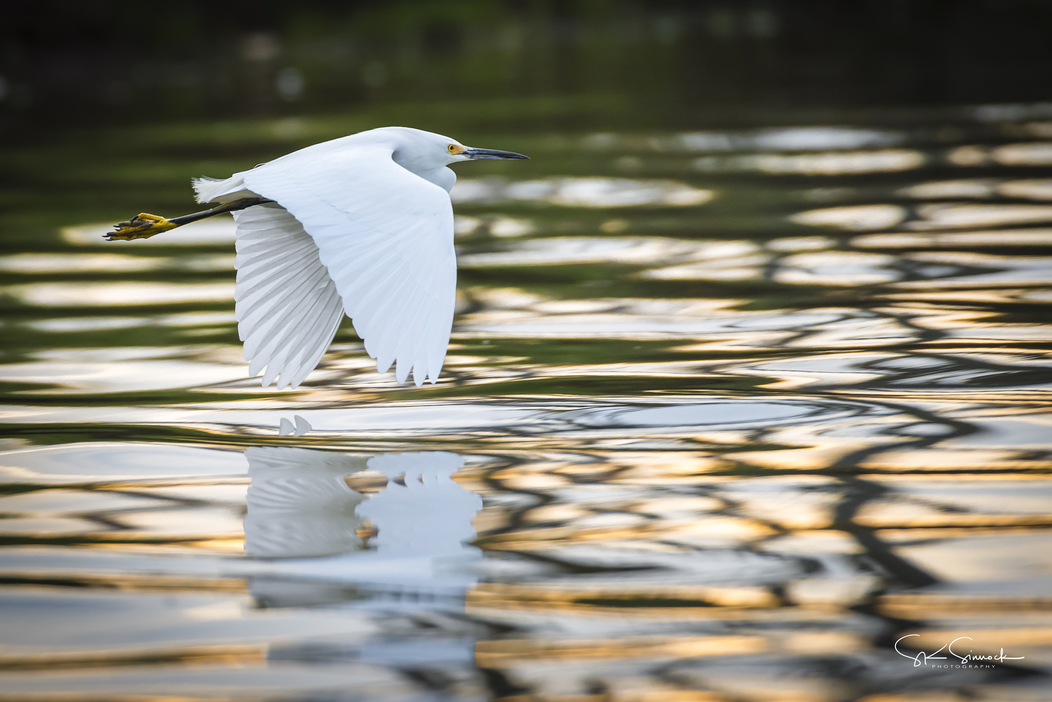 Nikon D800 sample photo. Snowy egret photography