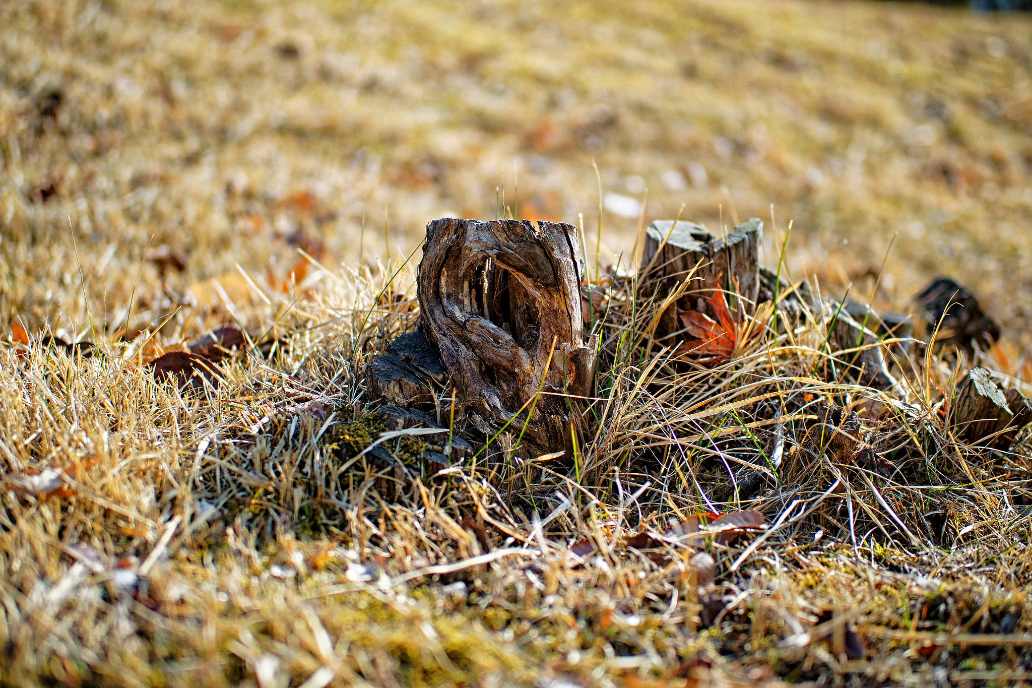OLYMPUS M.25mm F1.2 sample photo. Springtime stump photography
