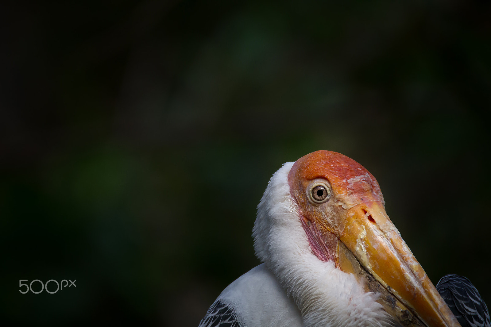 150-600mm F5-6.3 DG OS HSM | Contemporary 015 sample photo. Focused eyes or illusion photography