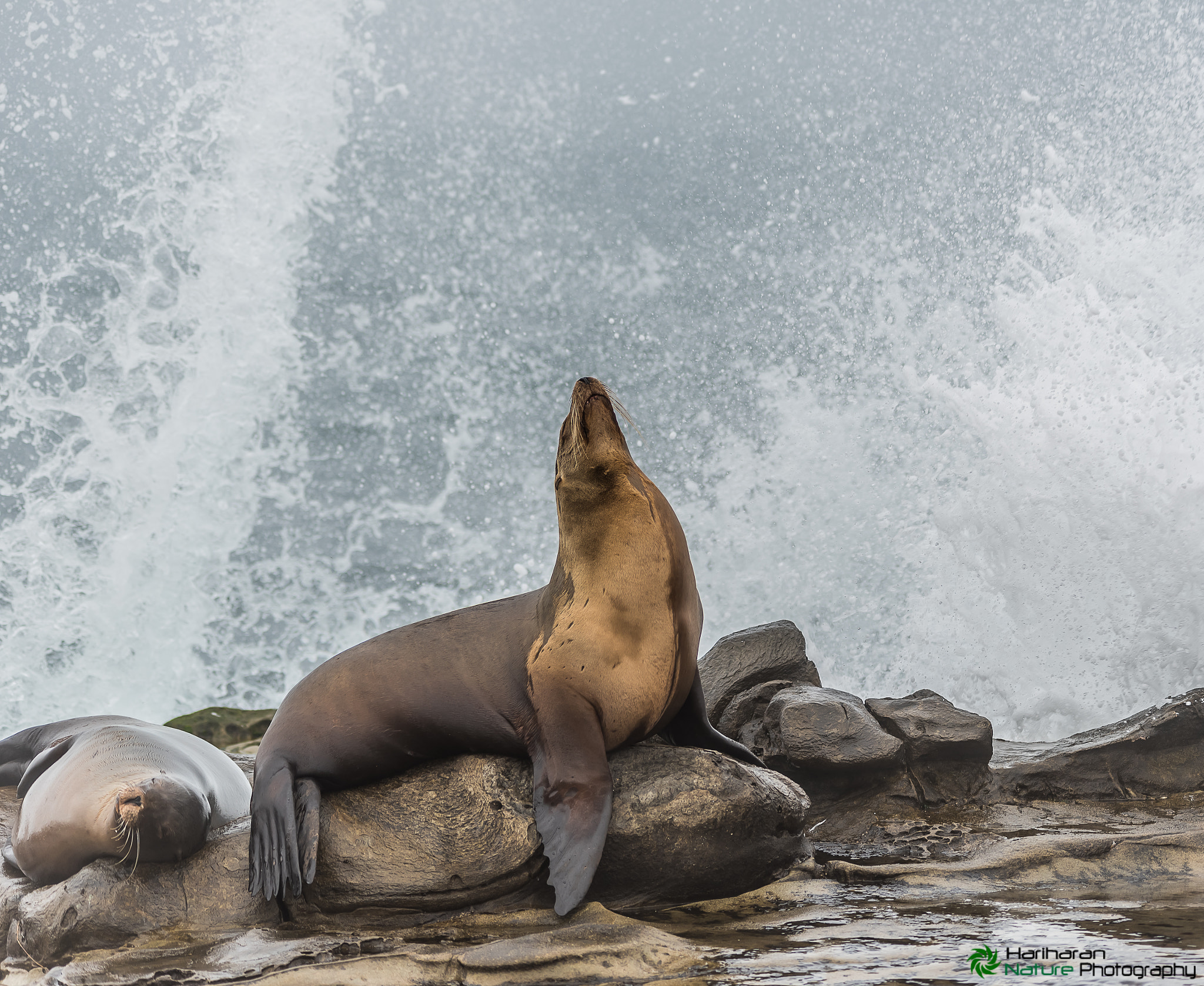 Nikon D750 + Sigma 150-500mm F5-6.3 DG OS HSM sample photo. Splashy shower time! photography