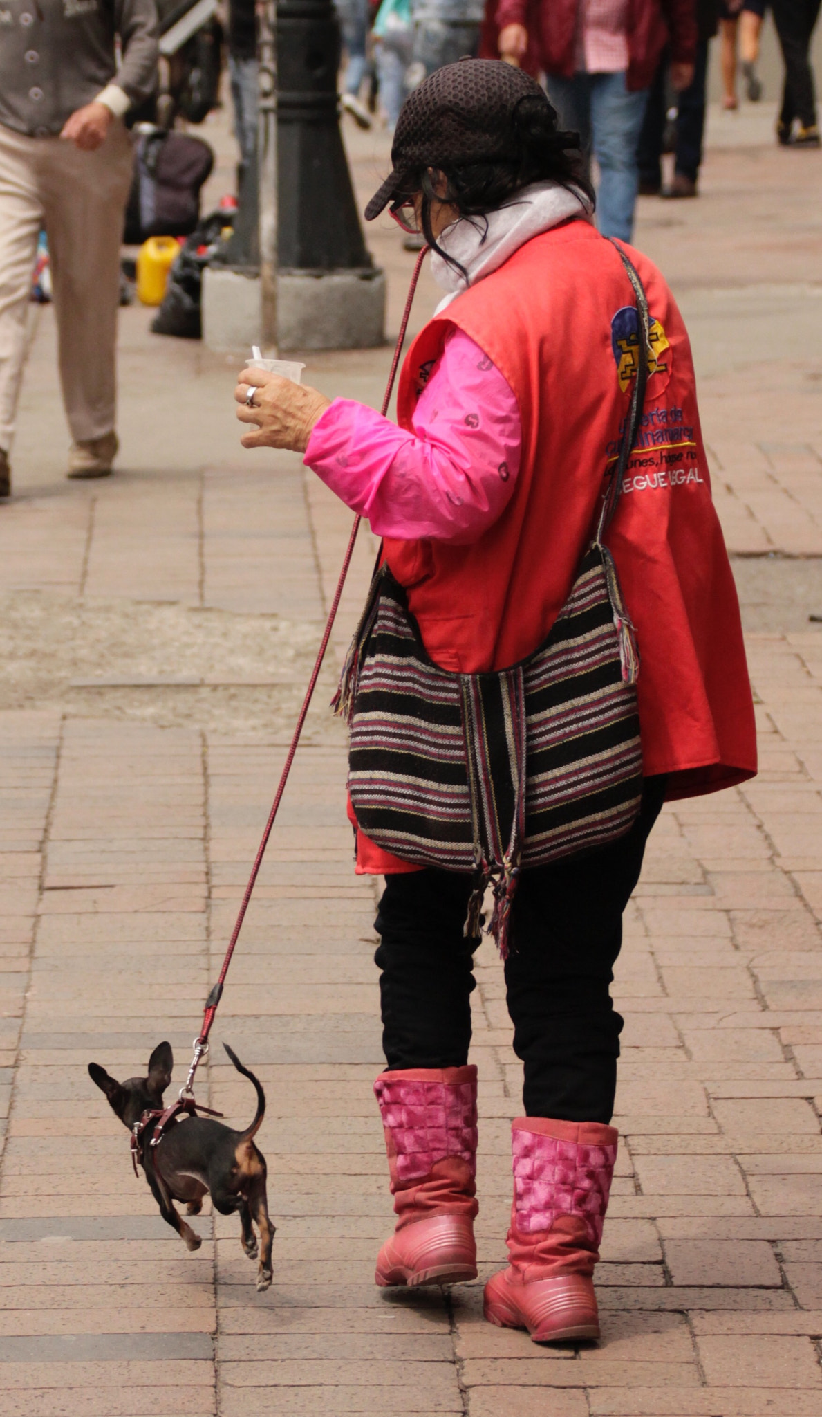 Canon EF 75-300mm F4.0-5.6 IS USM sample photo. Mini-chihuahua on the air... photography