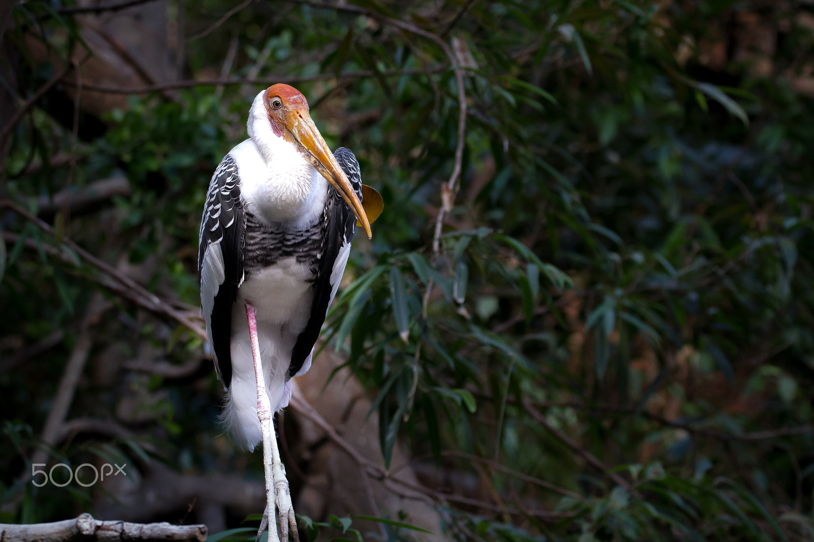 150-600mm F5-6.3 DG OS HSM | Contemporary 015 sample photo. Bird bird .. you are the beautiful photography