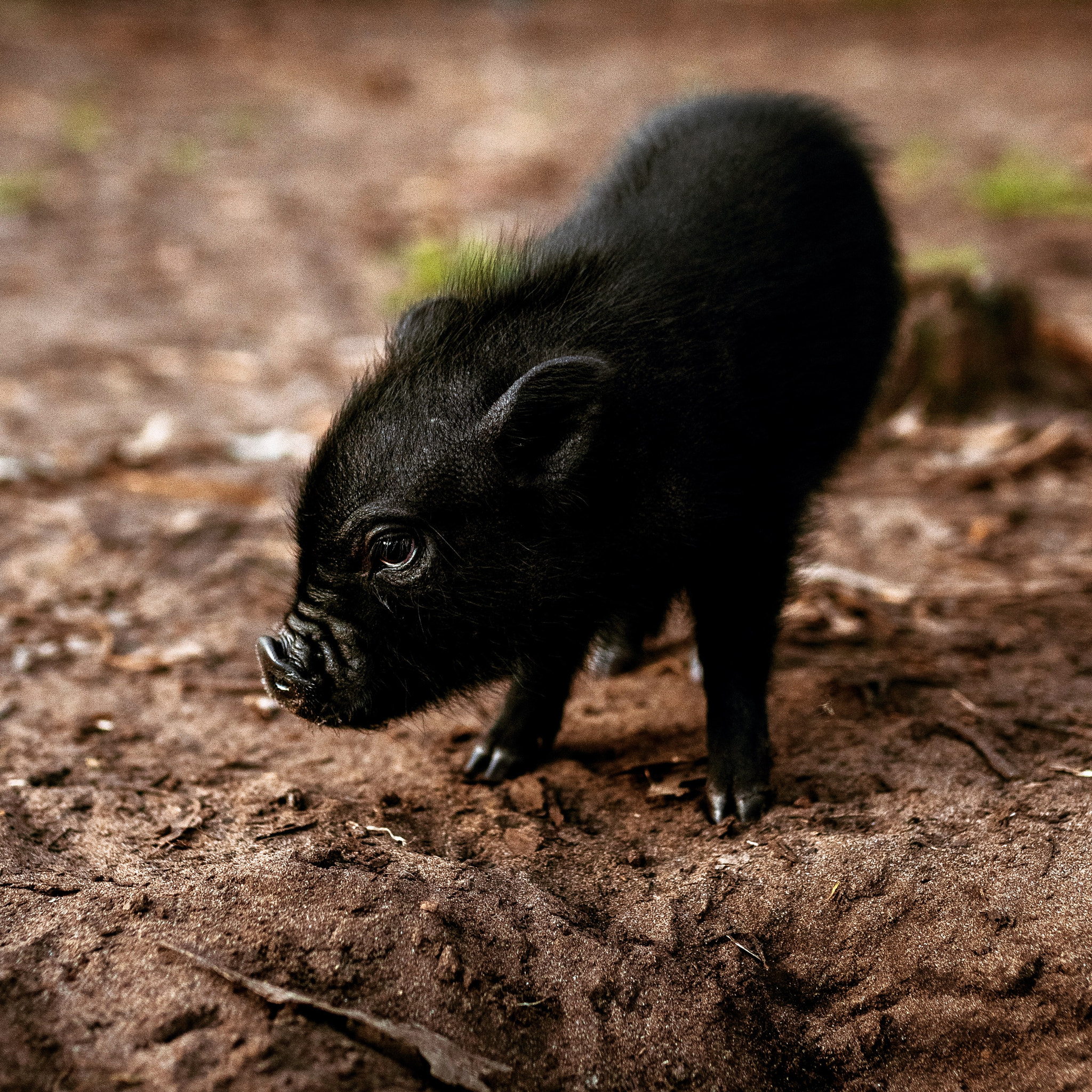 Sony a7R II sample photo. This is 'prosciutto' the pig photography