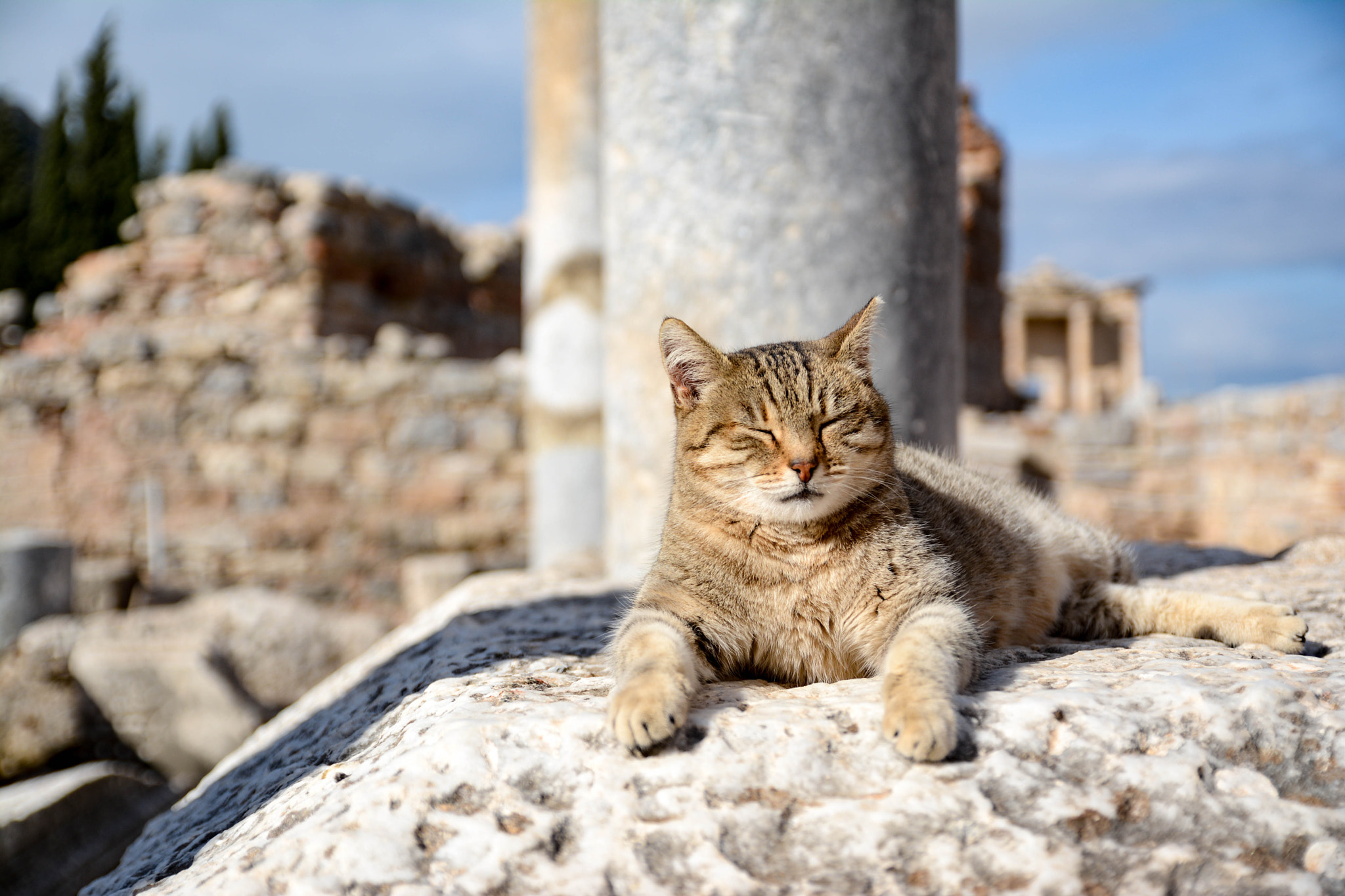 Nikon D7100 + Tamron SP AF 17-50mm F2.8 XR Di II VC LD Aspherical (IF) sample photo. Cats of ephesus photography