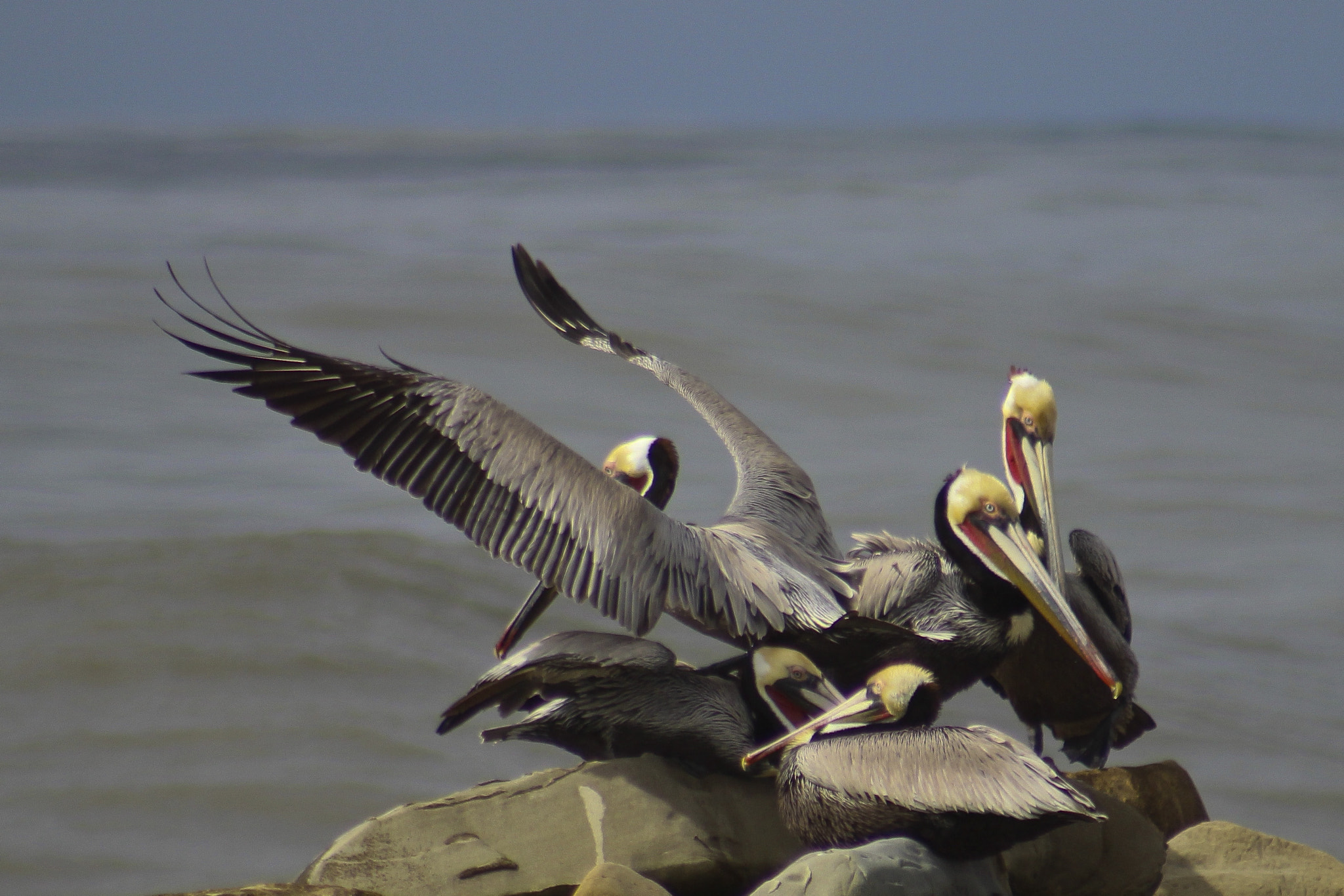 EF75-300mm f/4-5.6 sample photo. Silver strand breach photography
