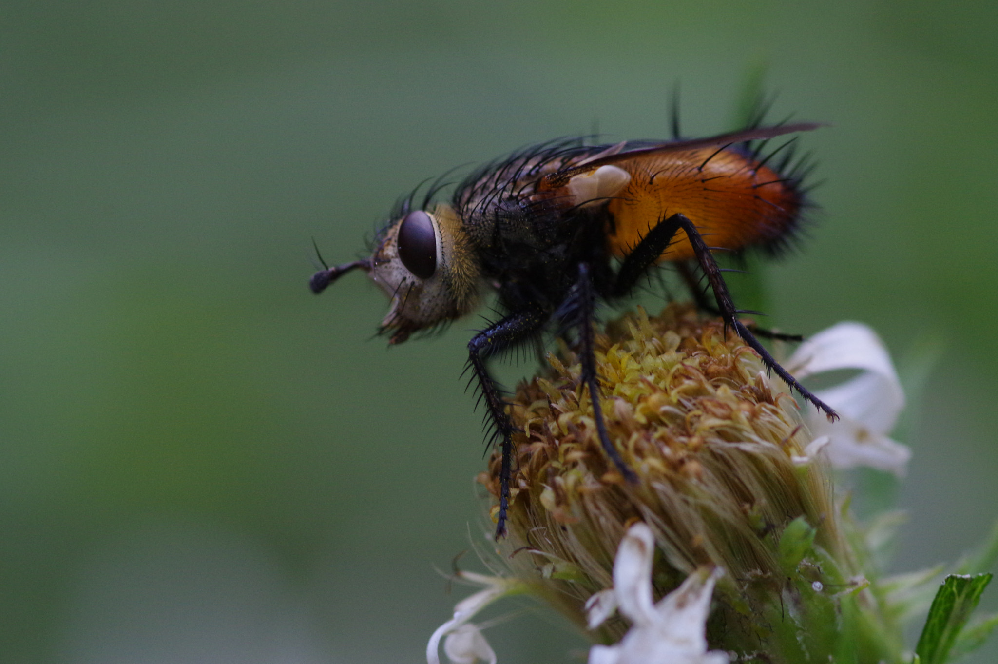 Pentax smc D-FA 100mm F2.8 Macro WR sample photo. Perched photography