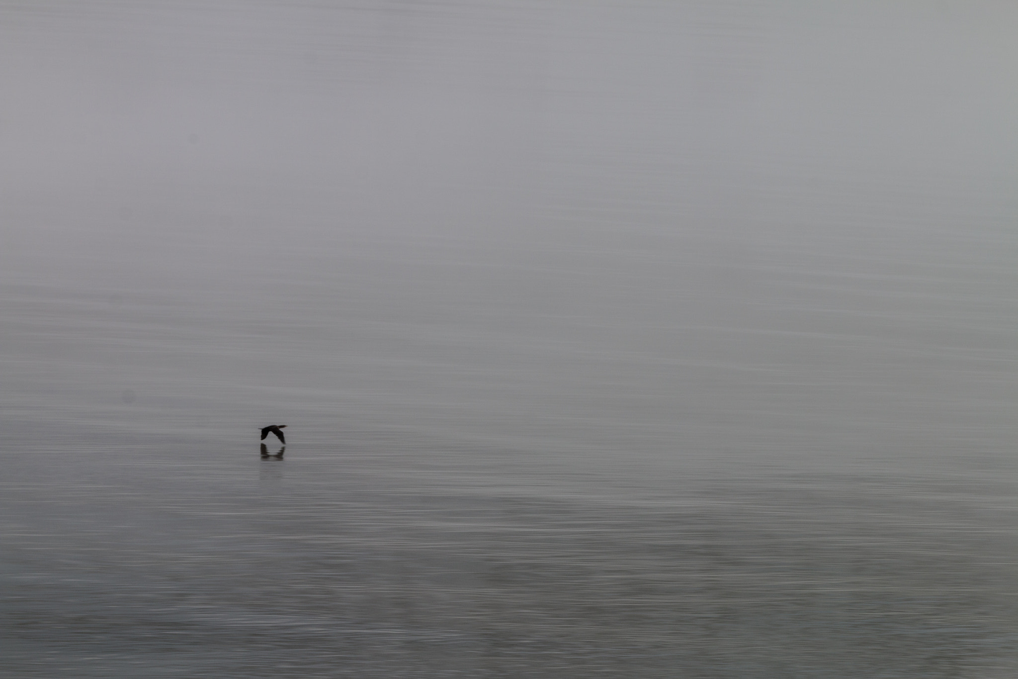 Canon EF 70-200mm F2.8L IS II USM sample photo. Bird photography
