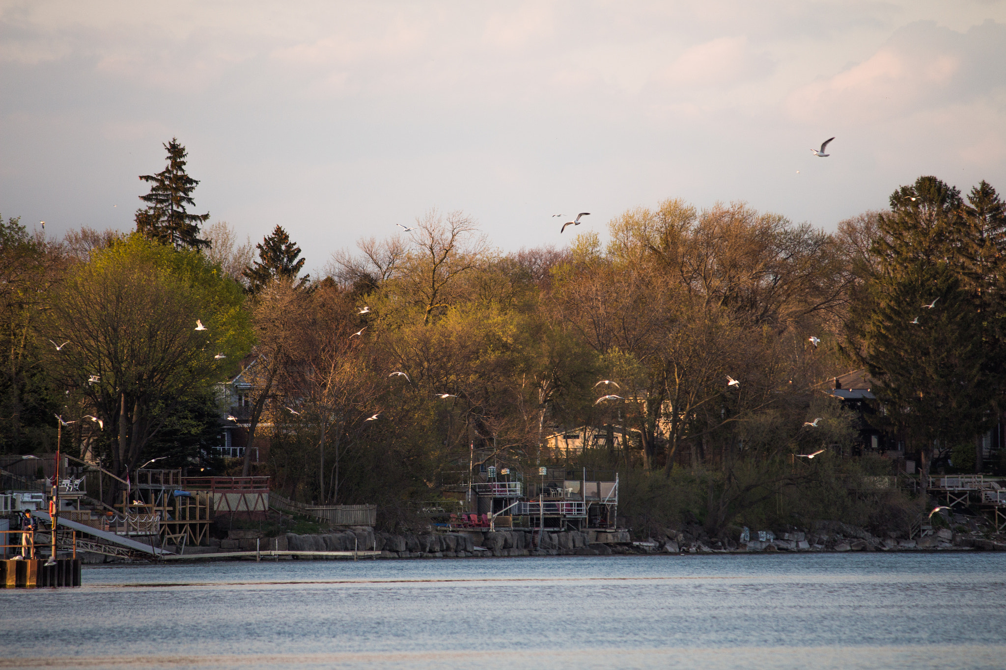 Canon EF-S 55-250mm F4-5.6 IS II sample photo. Swarm photography