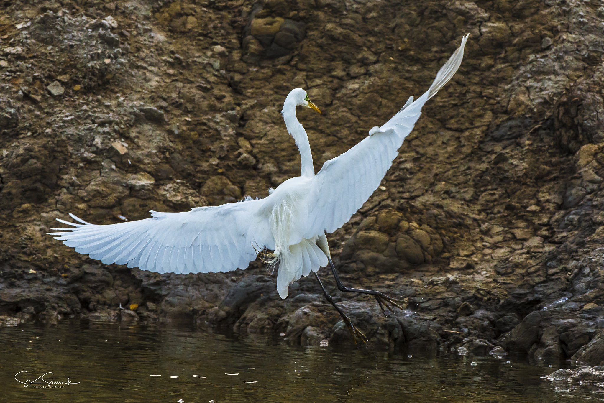 Nikon D800 sample photo. Great white egret photography
