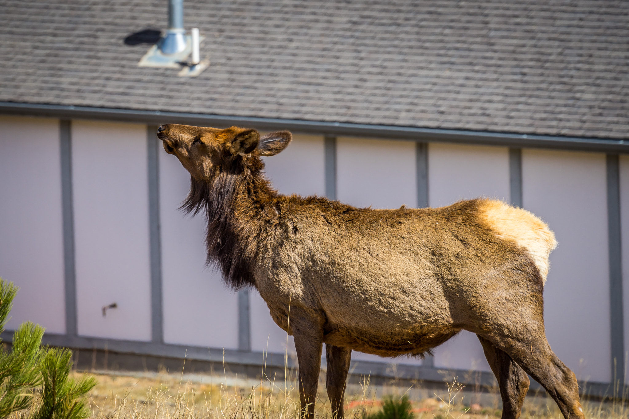 Sony a7 II sample photo. Elk in the colorado foothills photography
