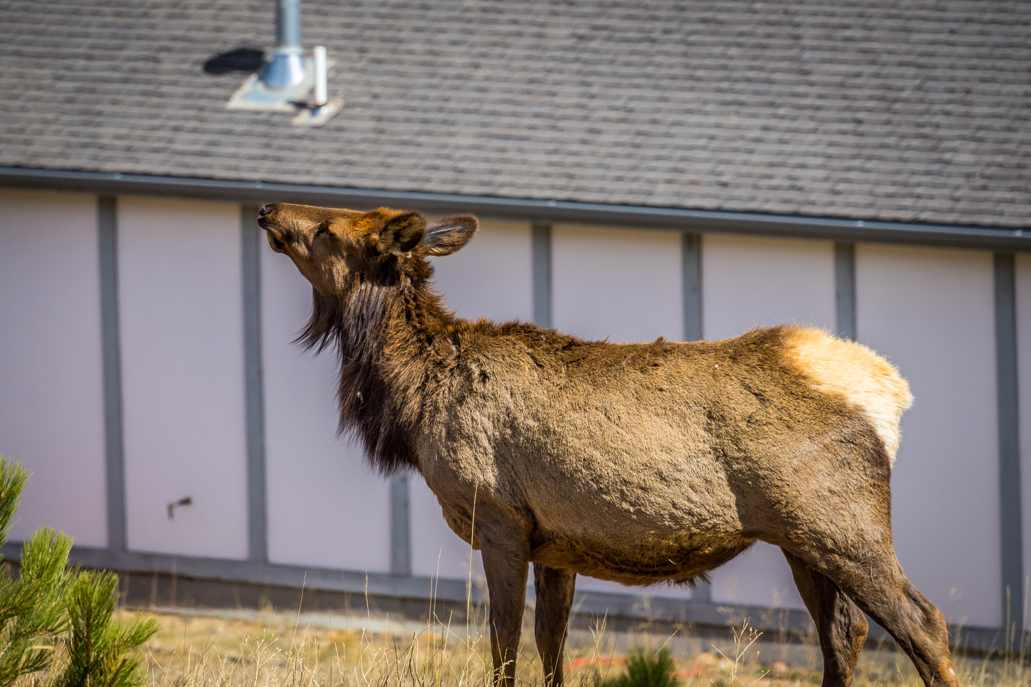 Sony FE 70-300mm F4.5-5.6 G OSS sample photo. Elk in the colorado foothills photography