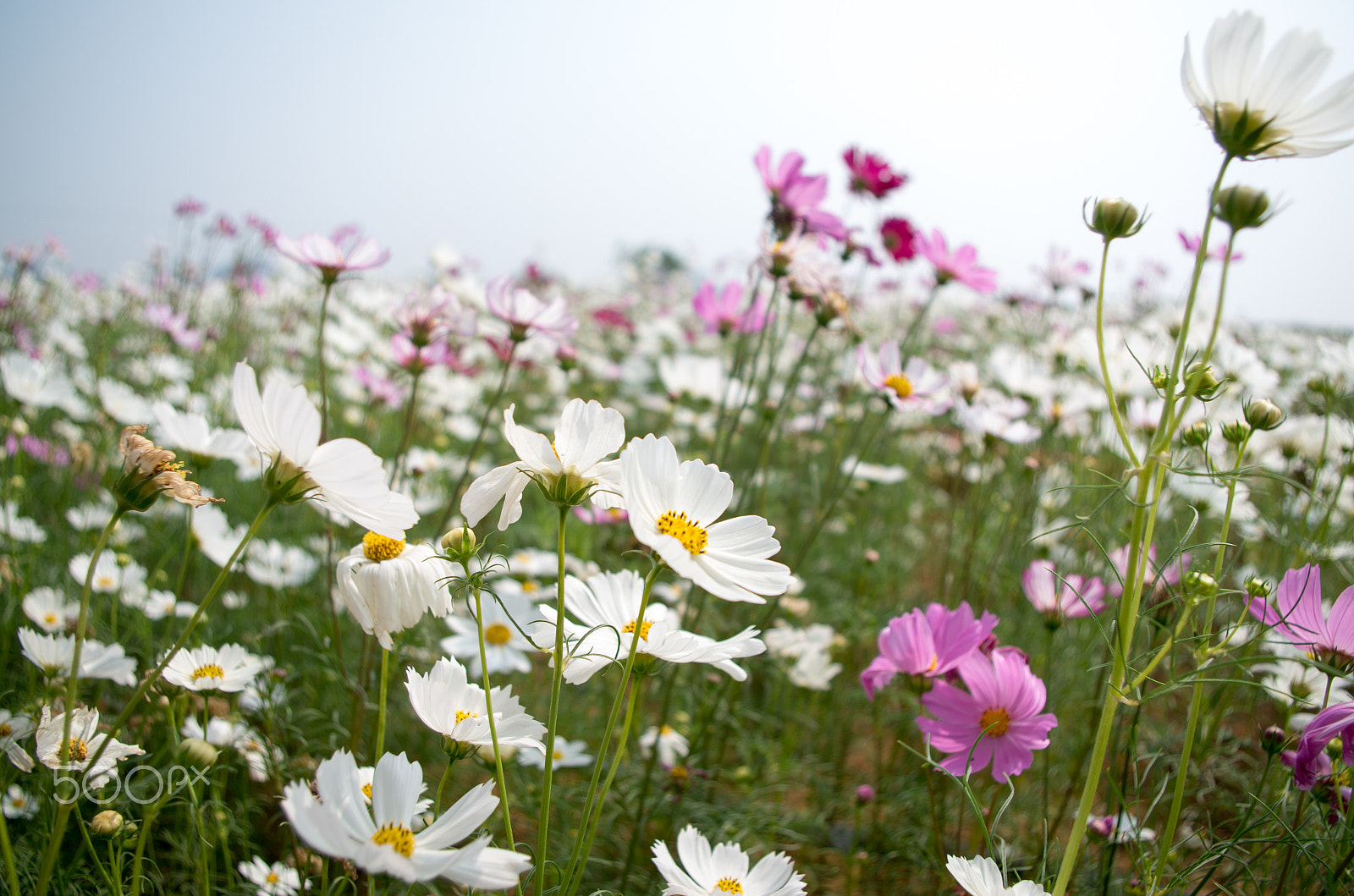 Pentax K-50 sample photo. 格桑花 photography