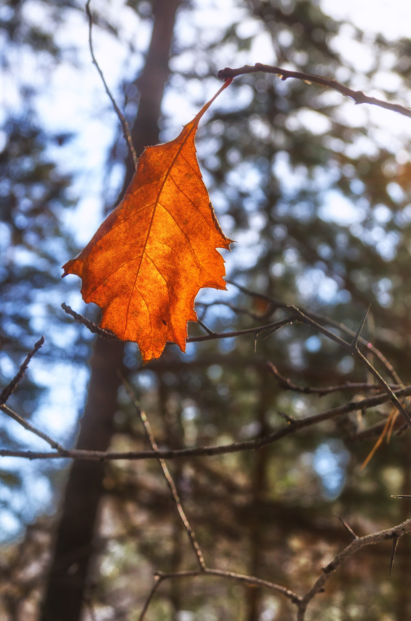 Pentax K-500 sample photo. Last leaf photography