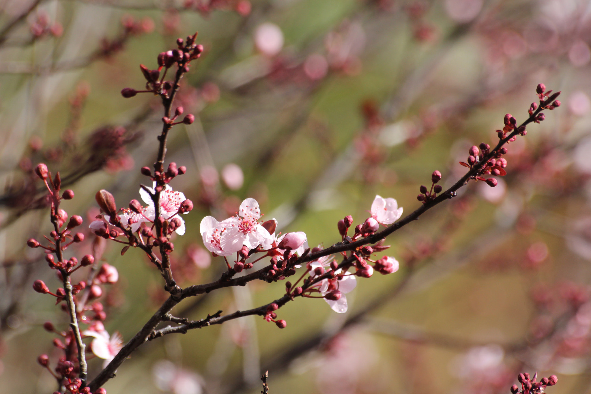 Canon EOS 60D sample photo. Cherry blossom photography