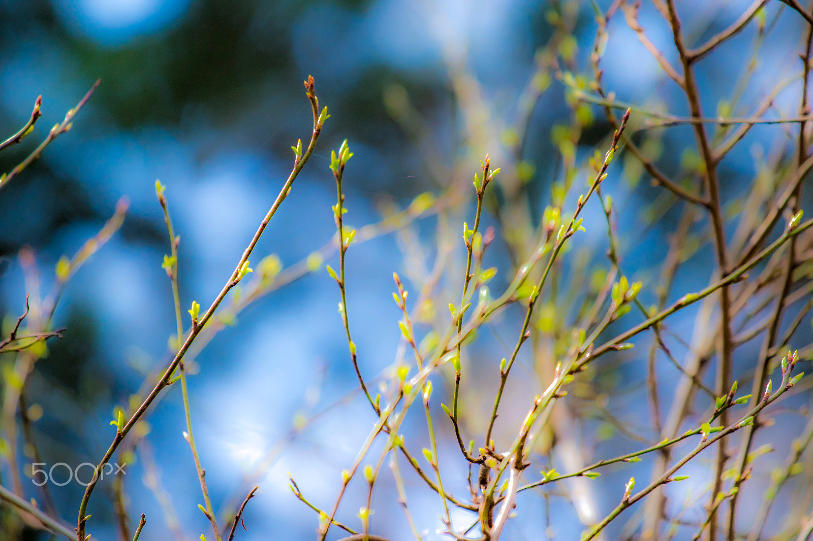 Canon EF 70-200mm F4L IS USM sample photo
