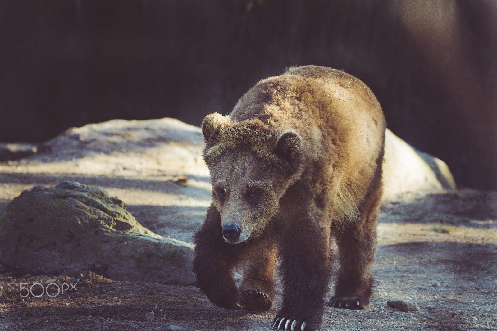 150-600mm F5-6.3 DG OS HSM | Contemporary 015 sample photo. Grizzly -- ballu photography