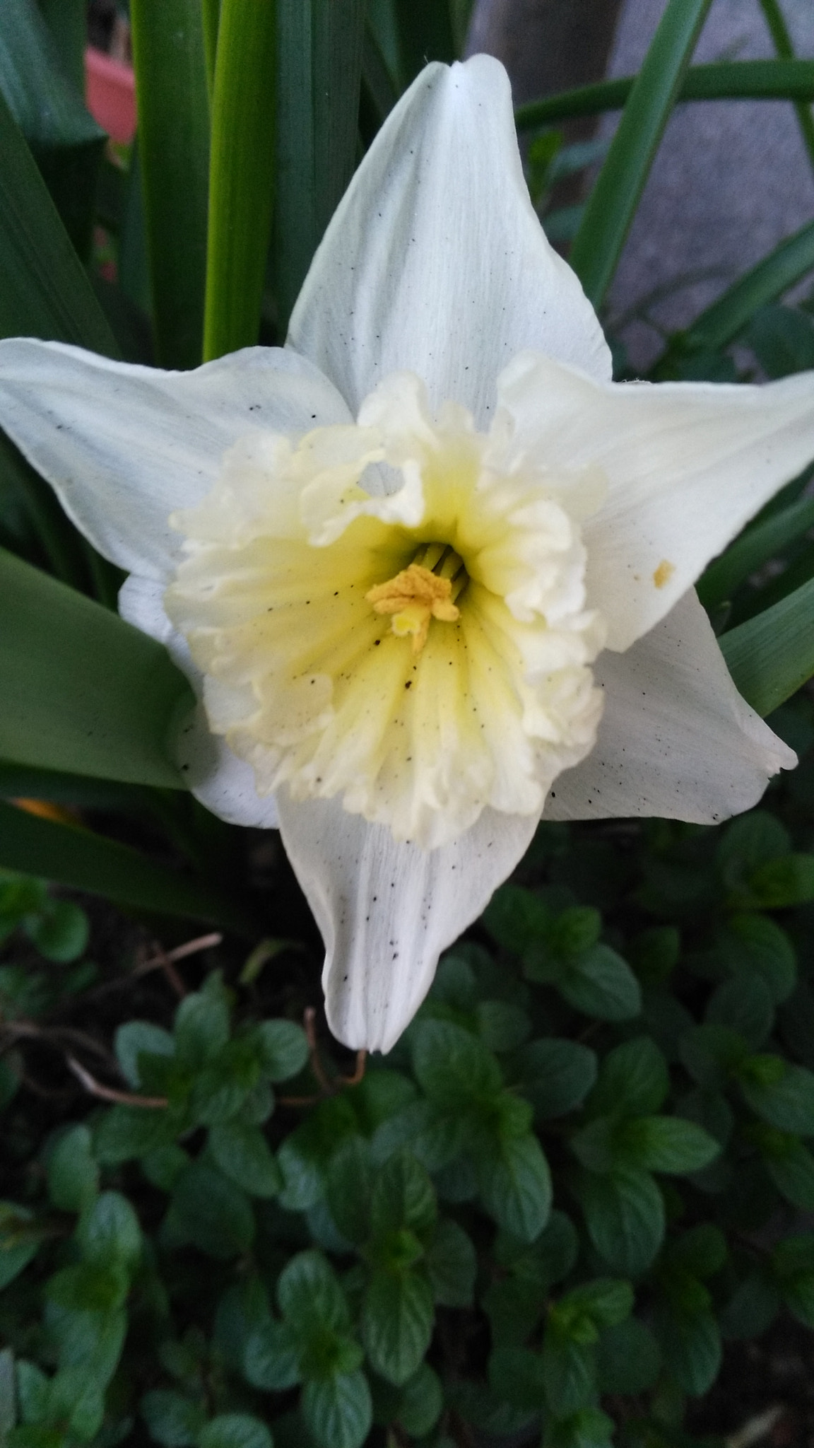 HUAWEI GR5 sample photo