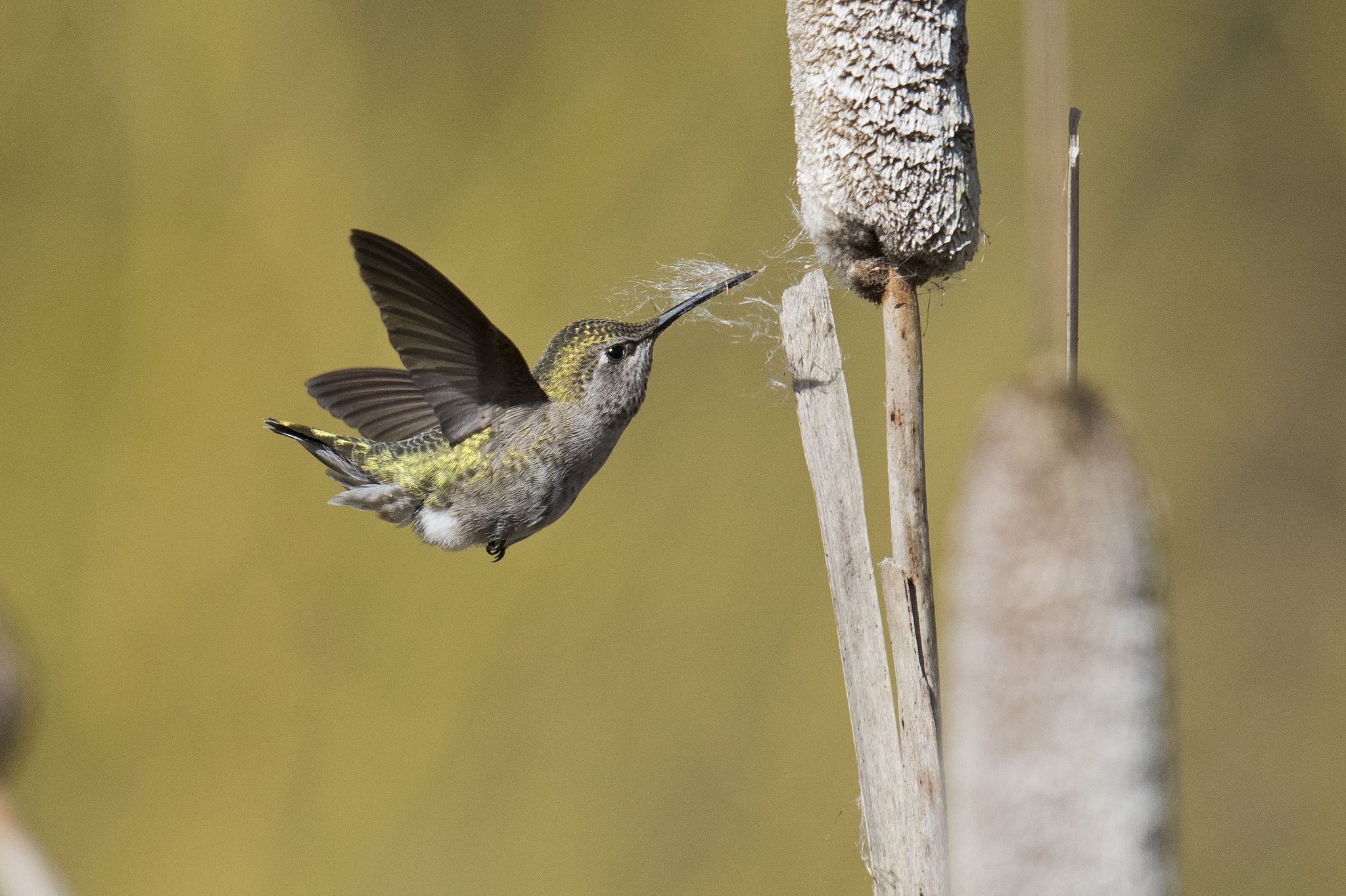 Nikon D810 + Nikon AF-S Nikkor 500mm F4G ED VR sample photo. Anna's hummingbird collecting nesting material photography